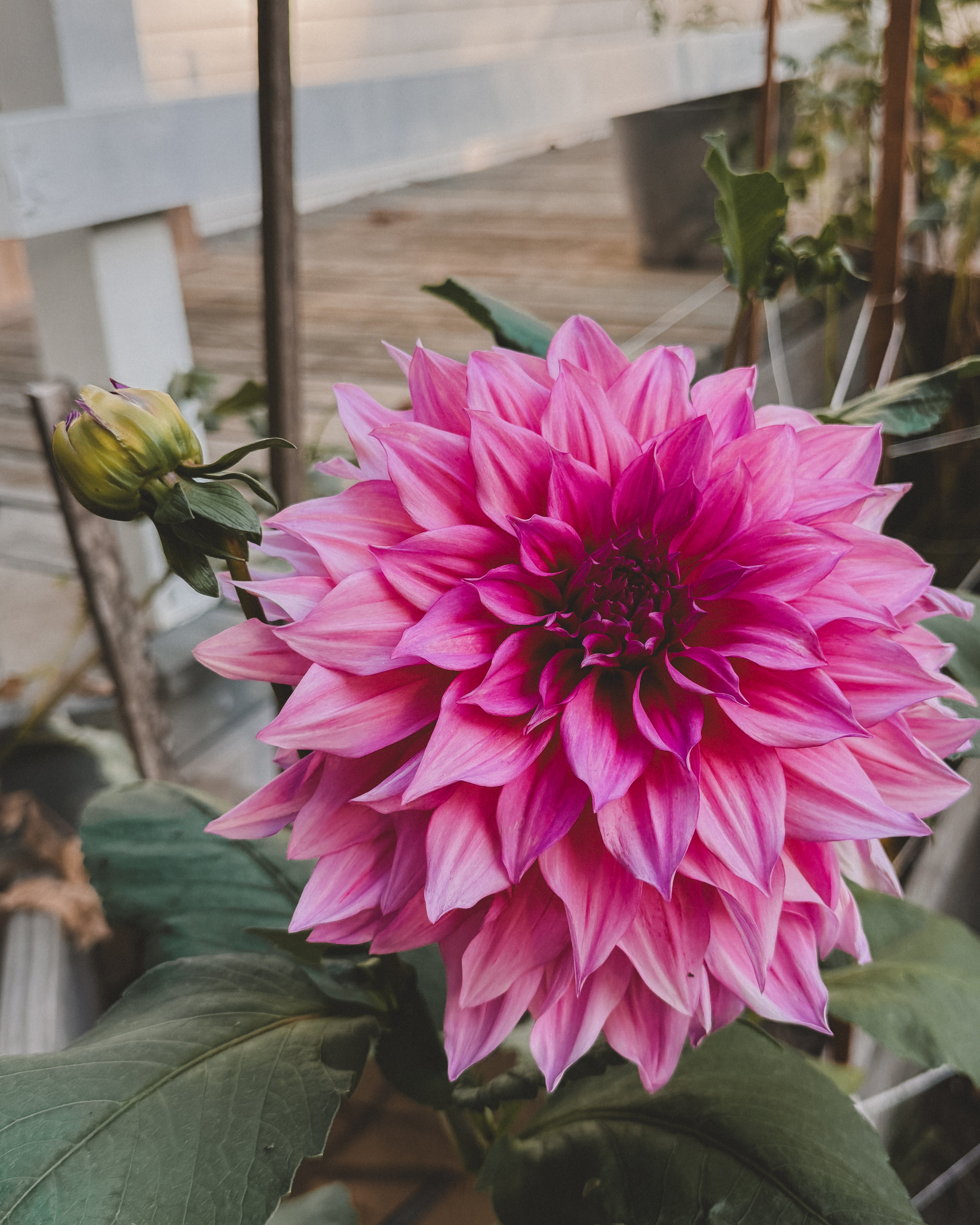 Close-up of a vibrant pink flower with green leaves in an outdoor setting.
