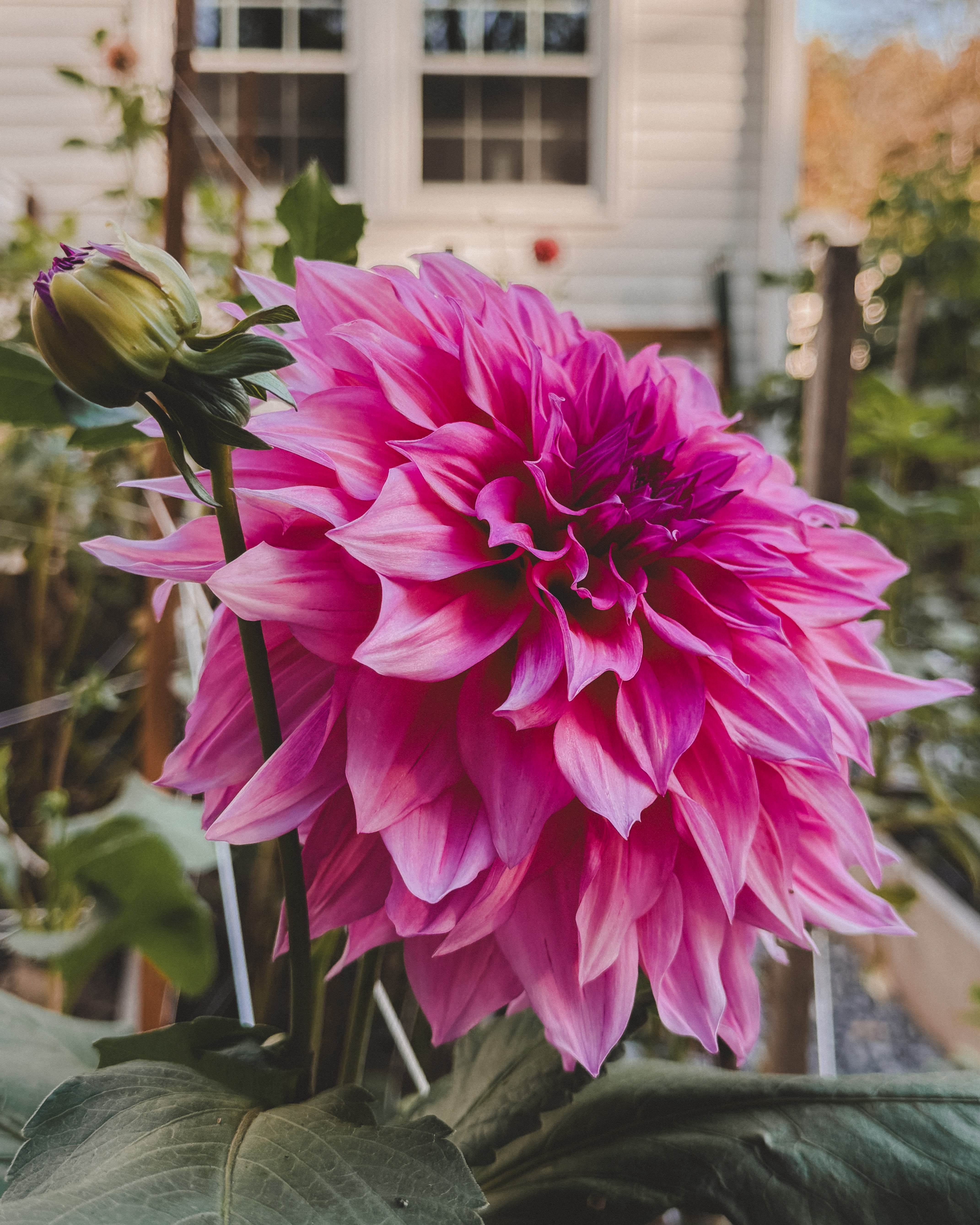 Pink flower with a blurred background of a garden