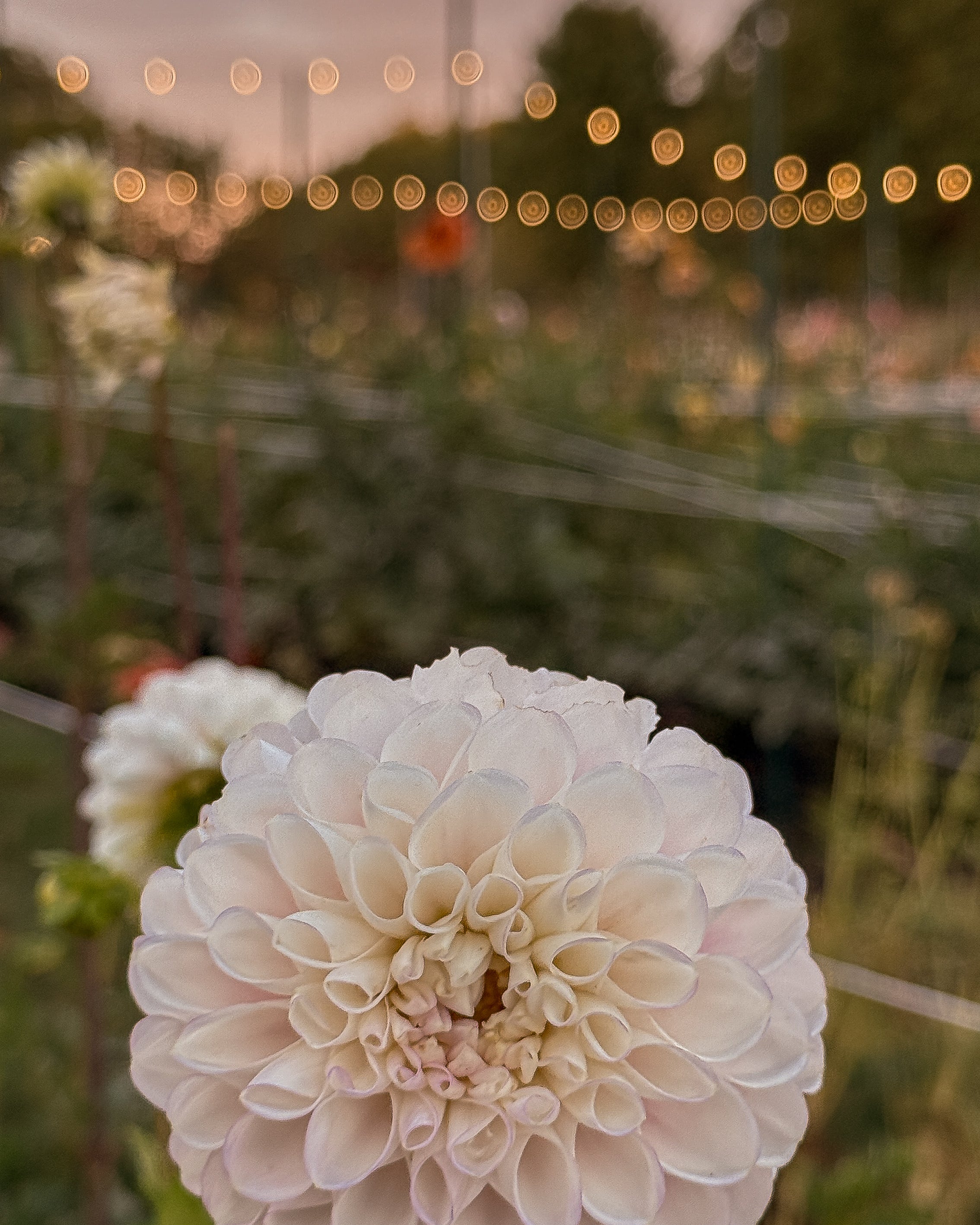 Close-up of a white flower with a blurred background of lights and greenery