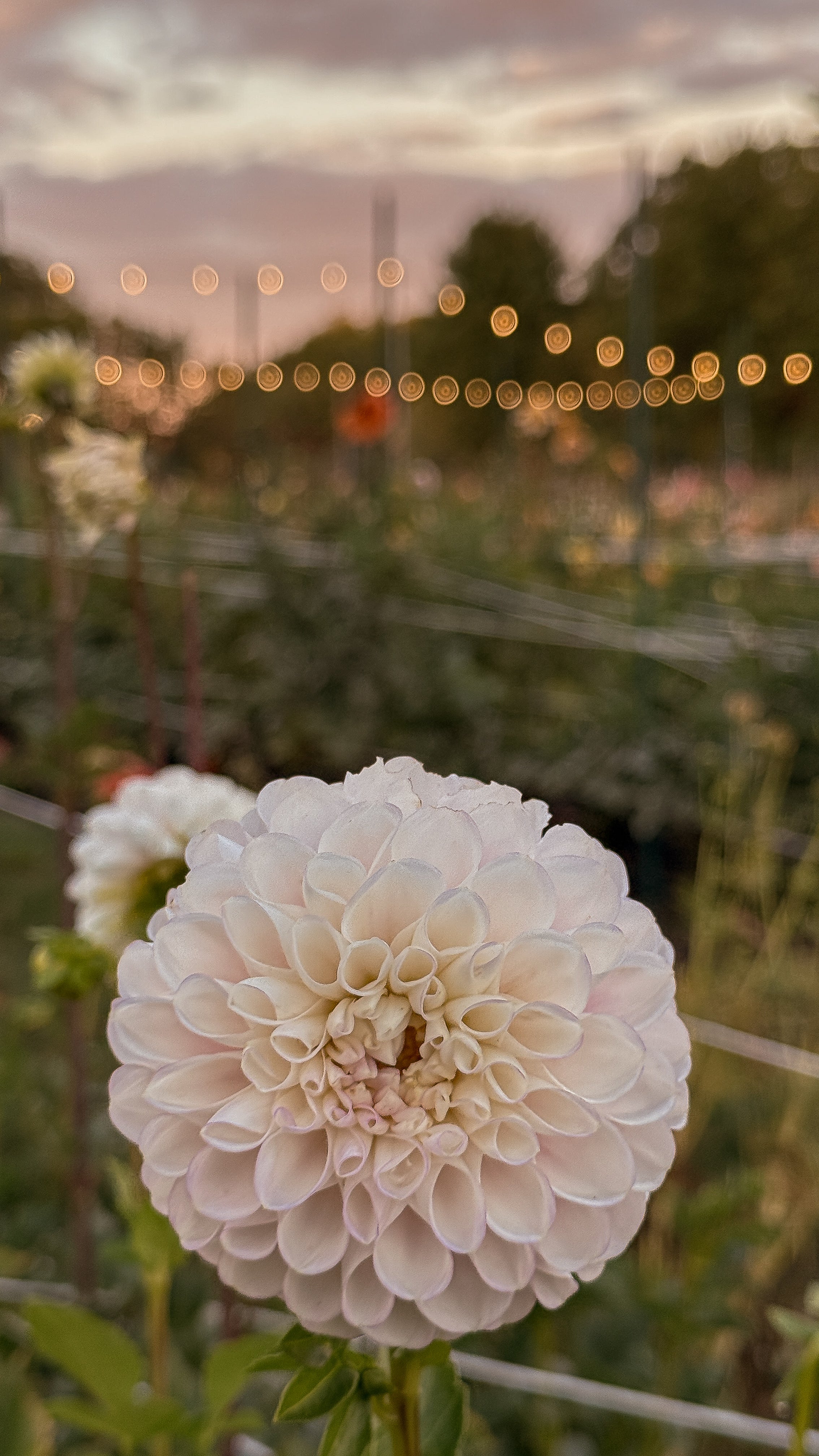 Close-up of a white flower with a blurred background of lights and greenery