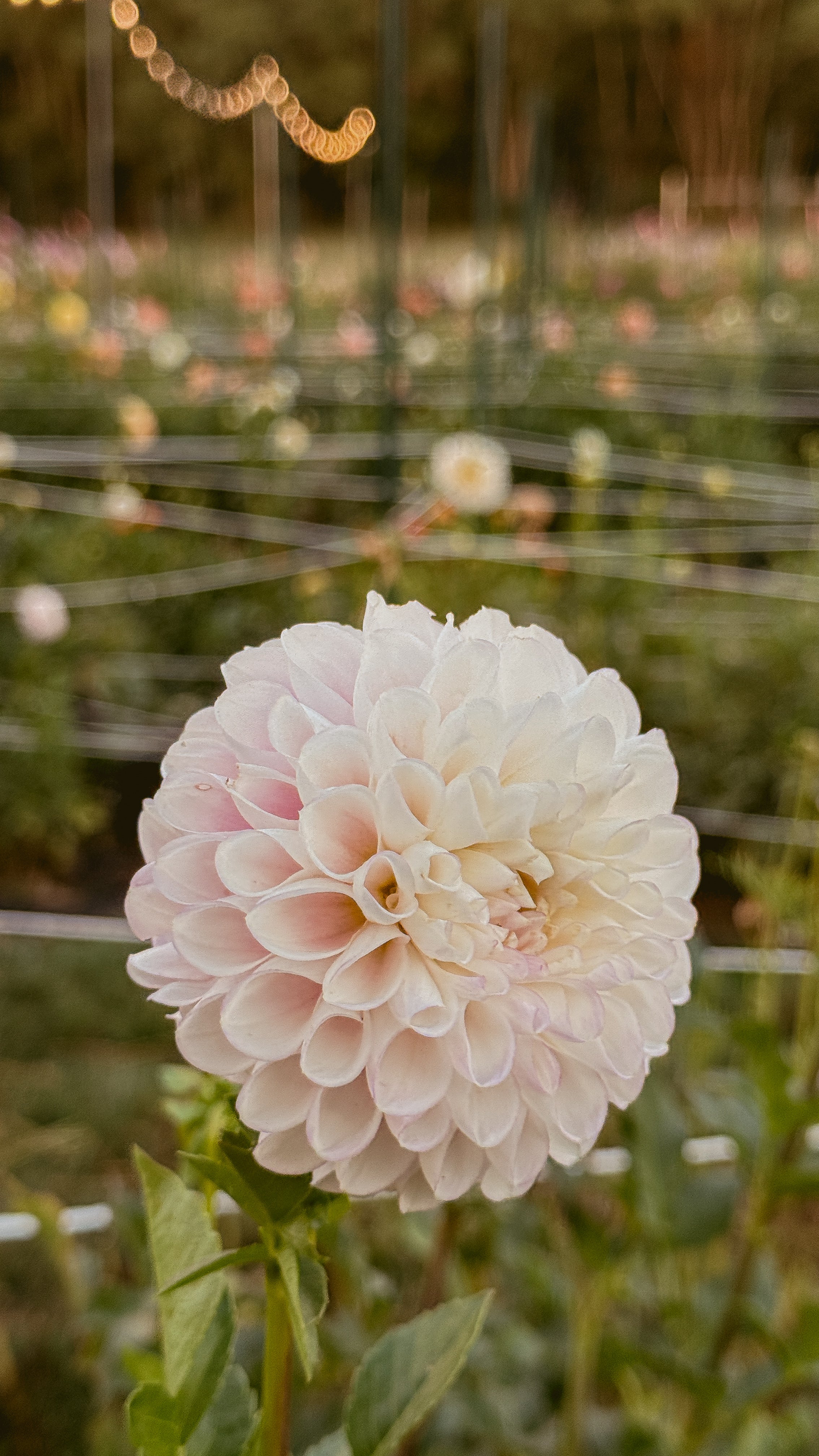 Close-up of a large white flower with a blurred garden background
