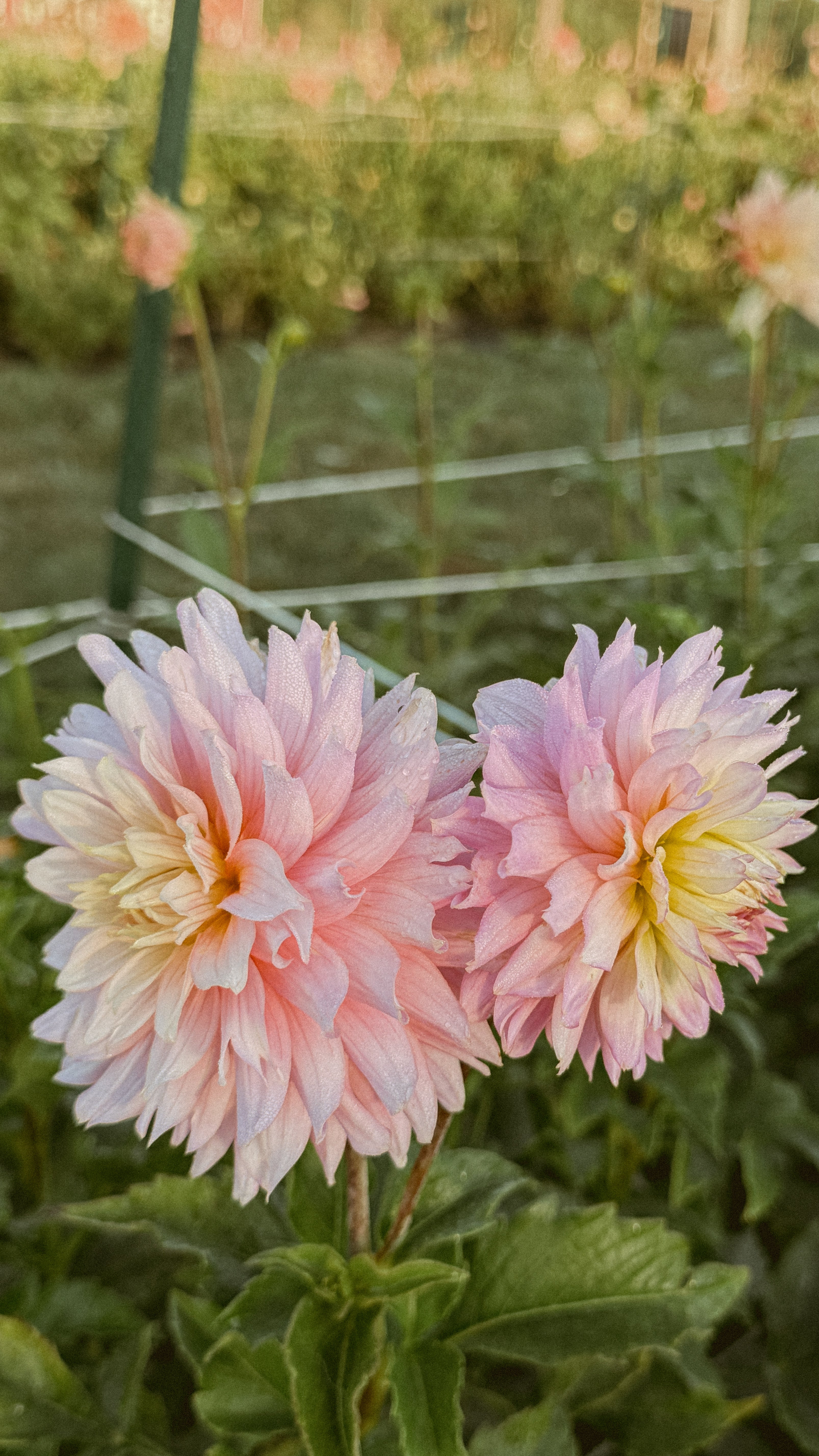 Two pink flowers with a blurred garden background