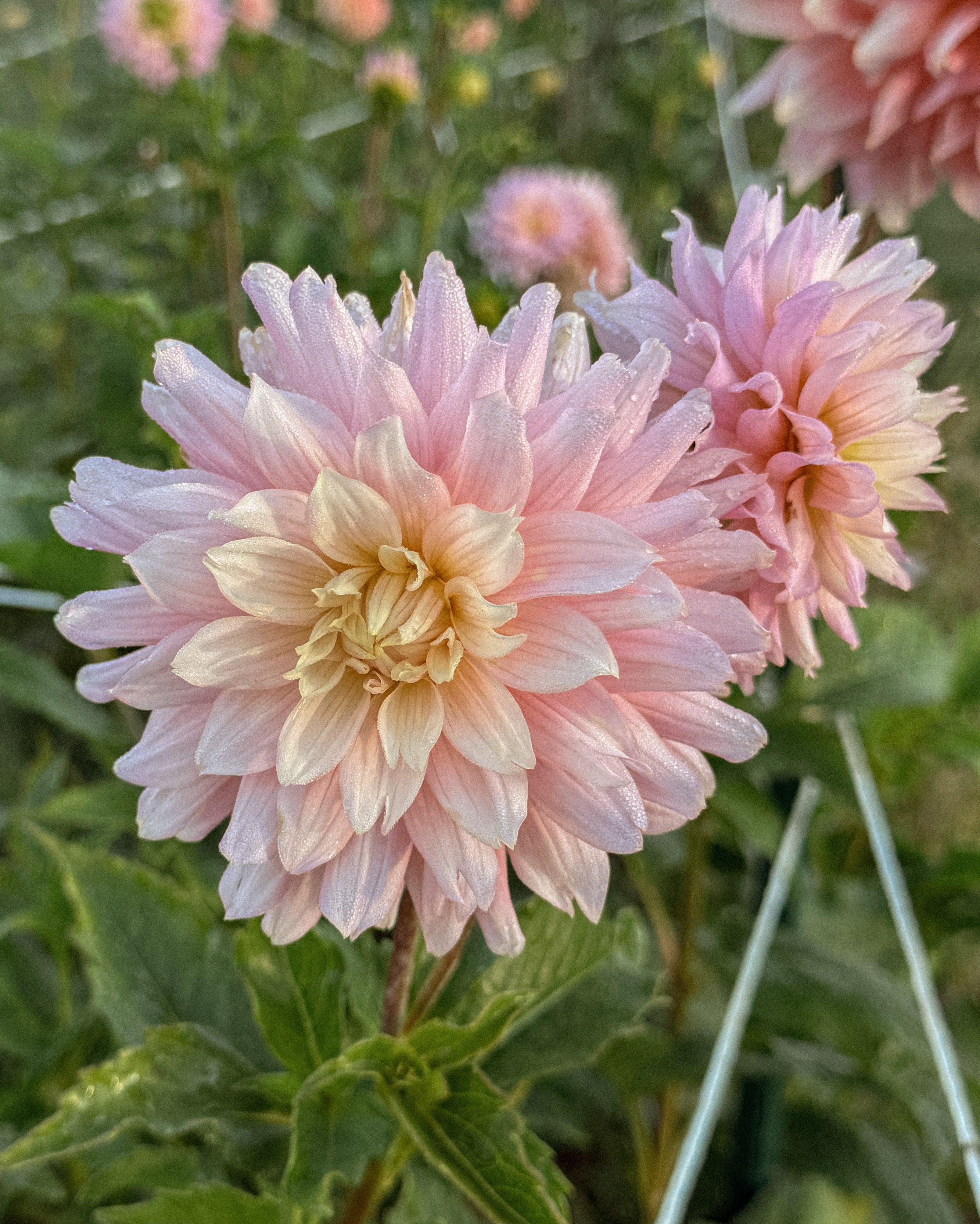 Pink dahlias with green leaves in a garden setting