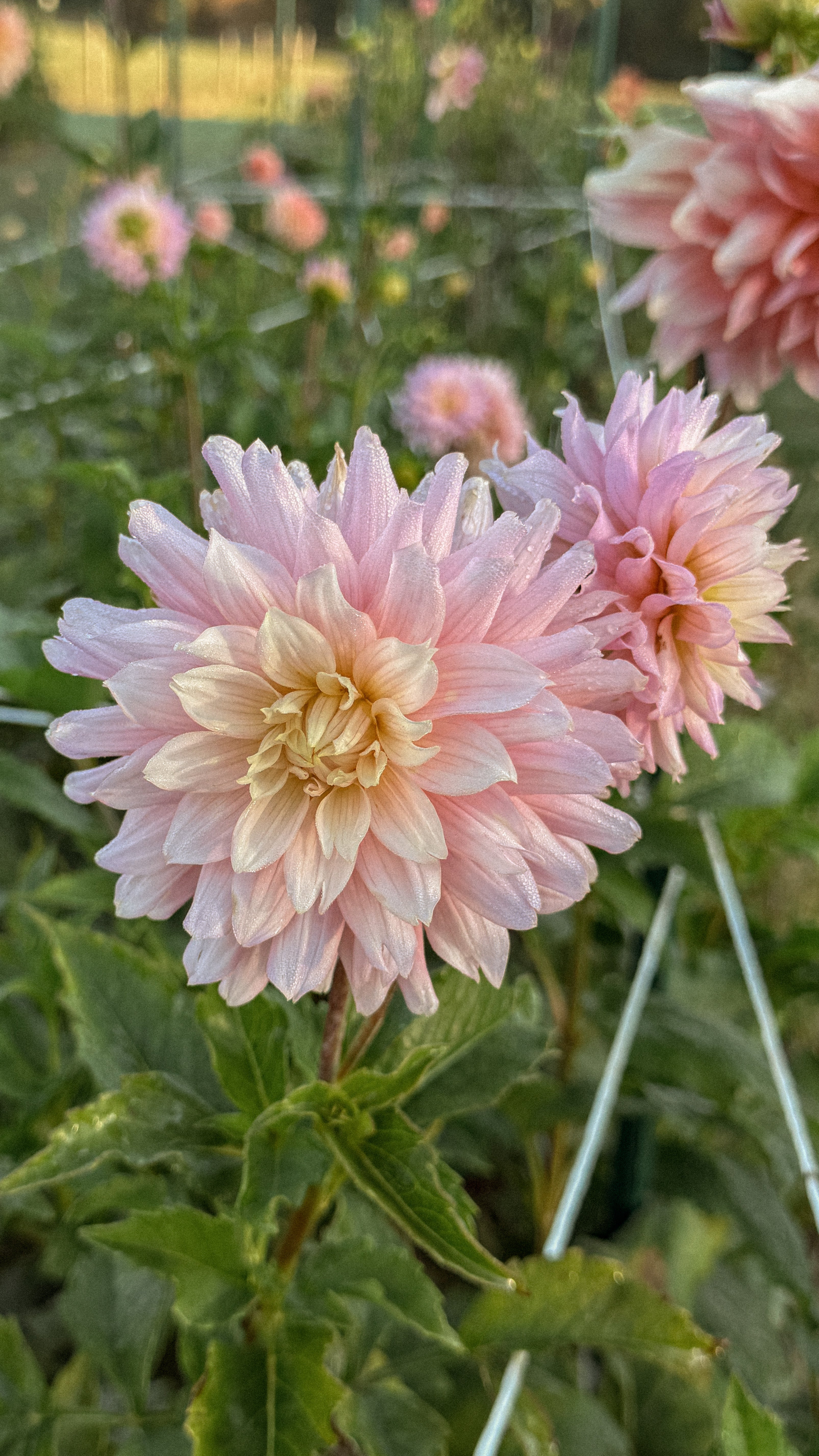 Pink dahlias with green leaves in a garden setting