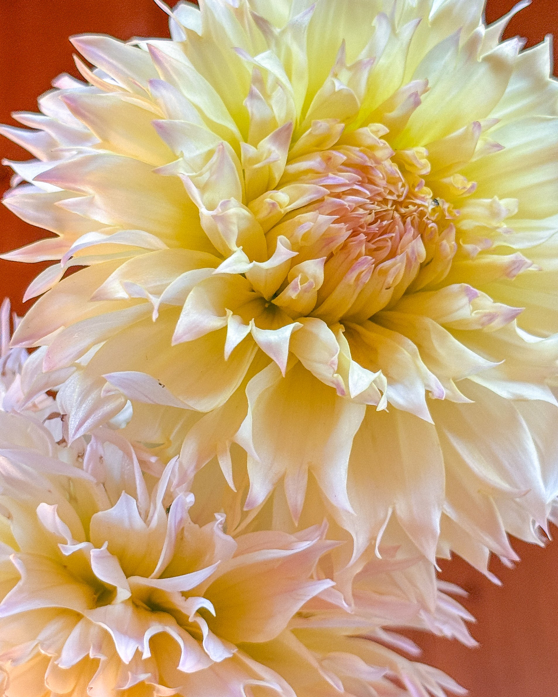 Close-up of a large, light yellow flower with a soft focus background