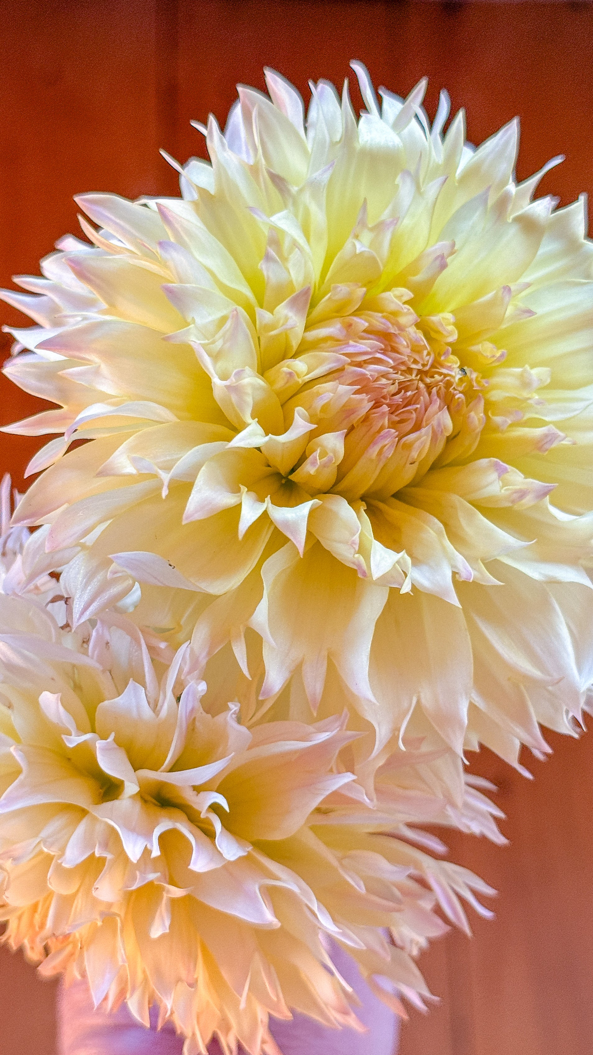 Close-up of a large, light yellow flower with a soft focus background