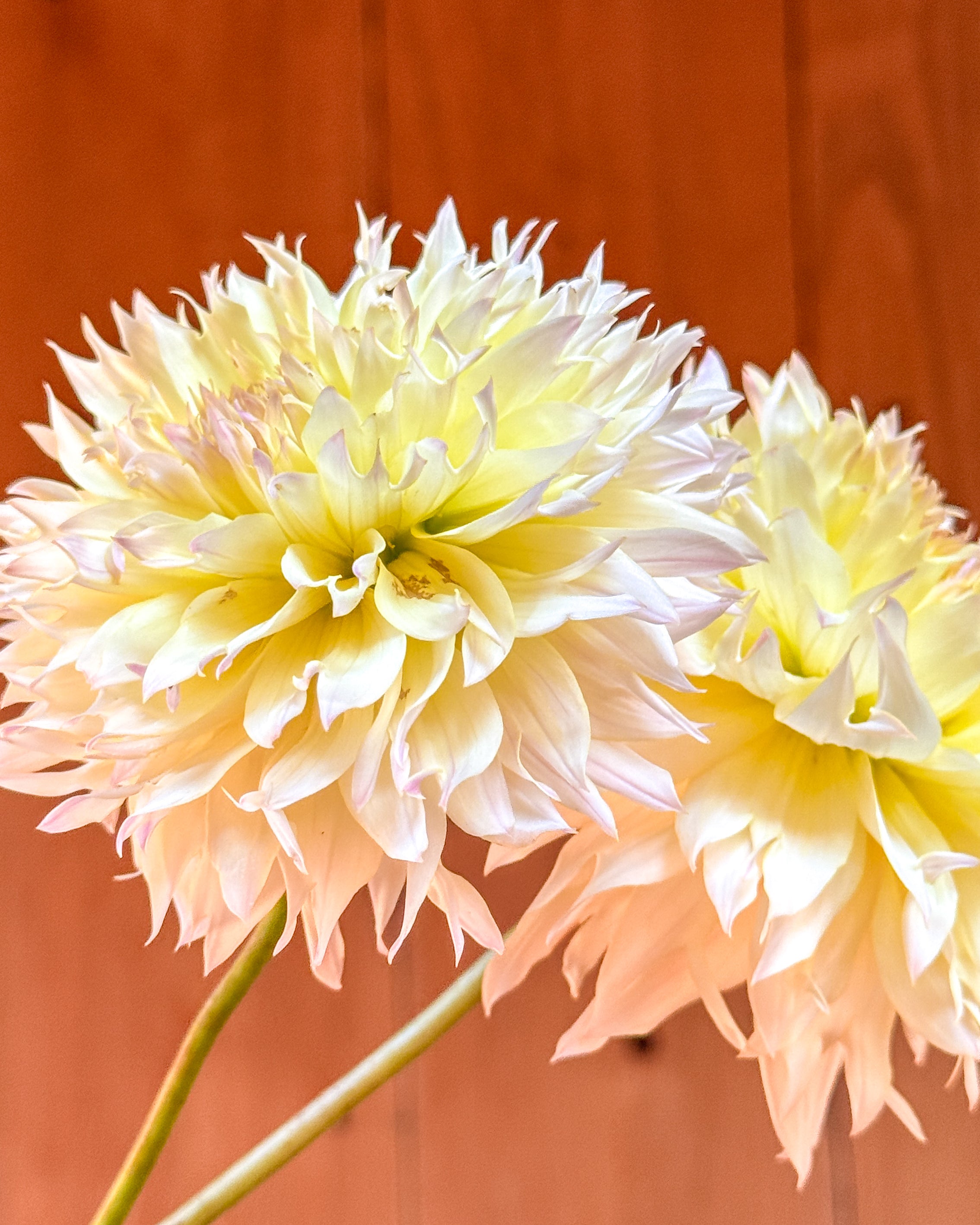 Two light pink flowers against a wooden background