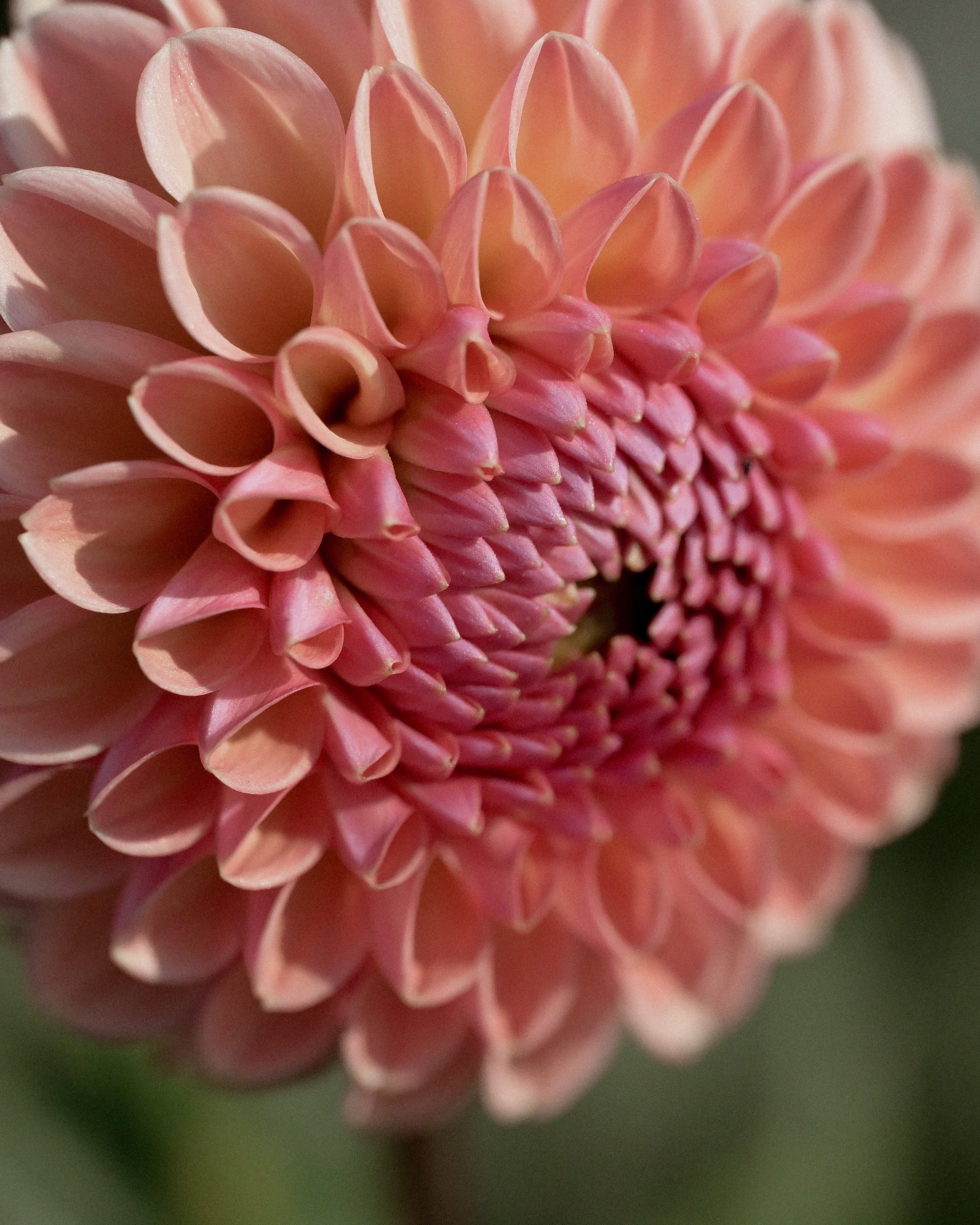 Close-up of a pink flower with a blurred green background