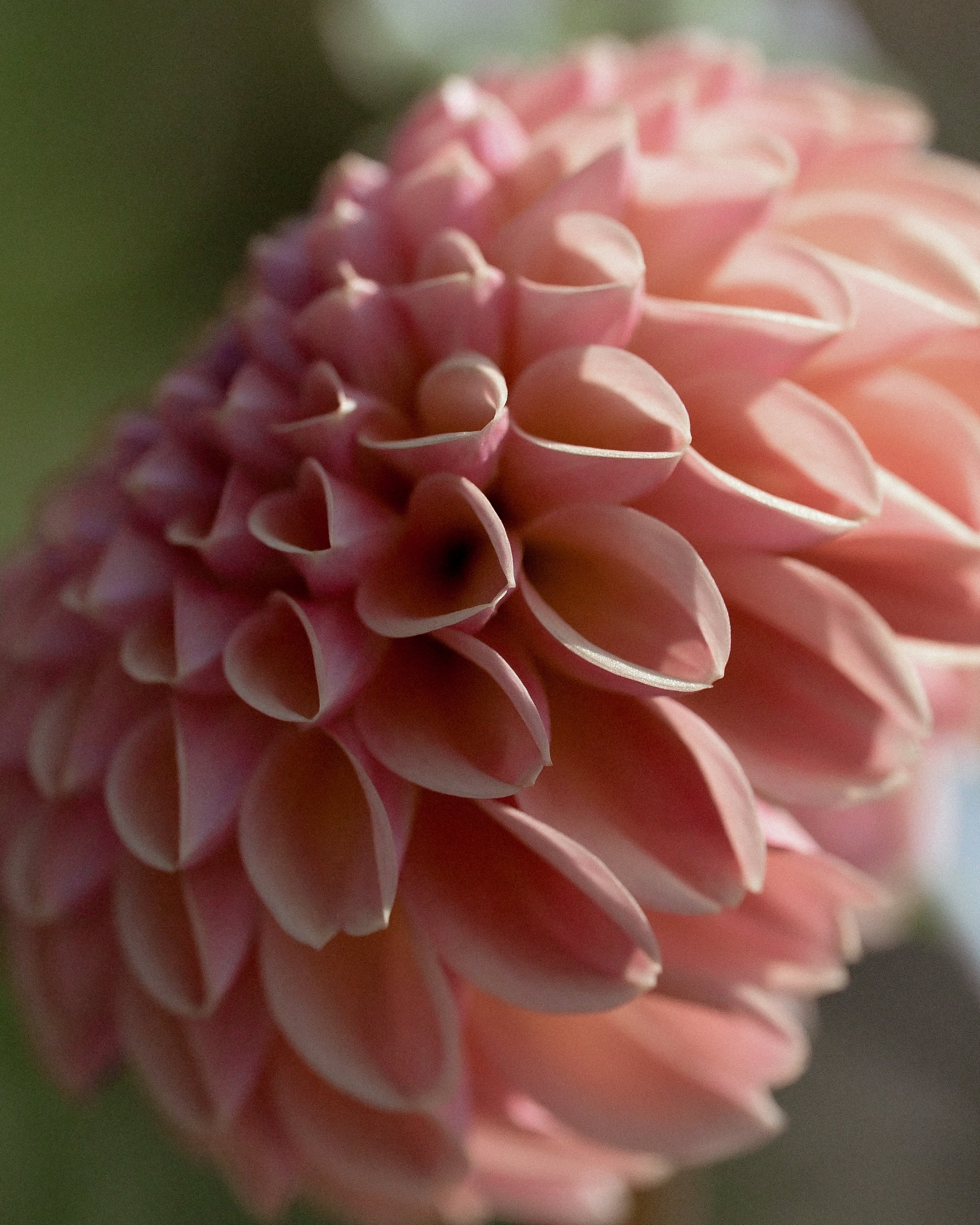 Close-up of a pink flower with a blurred background