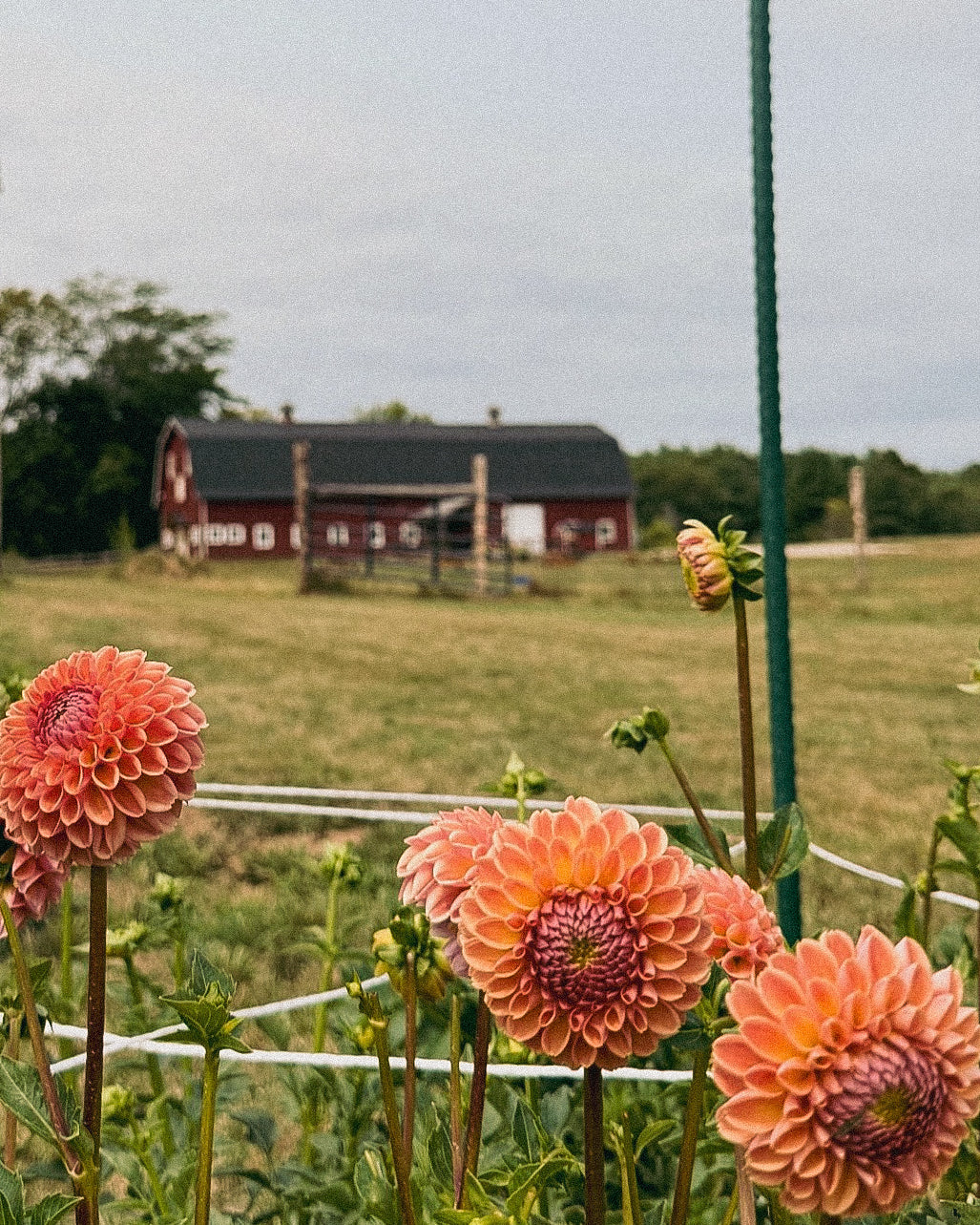 Pink dahlias in a field with a barn and trees in the background