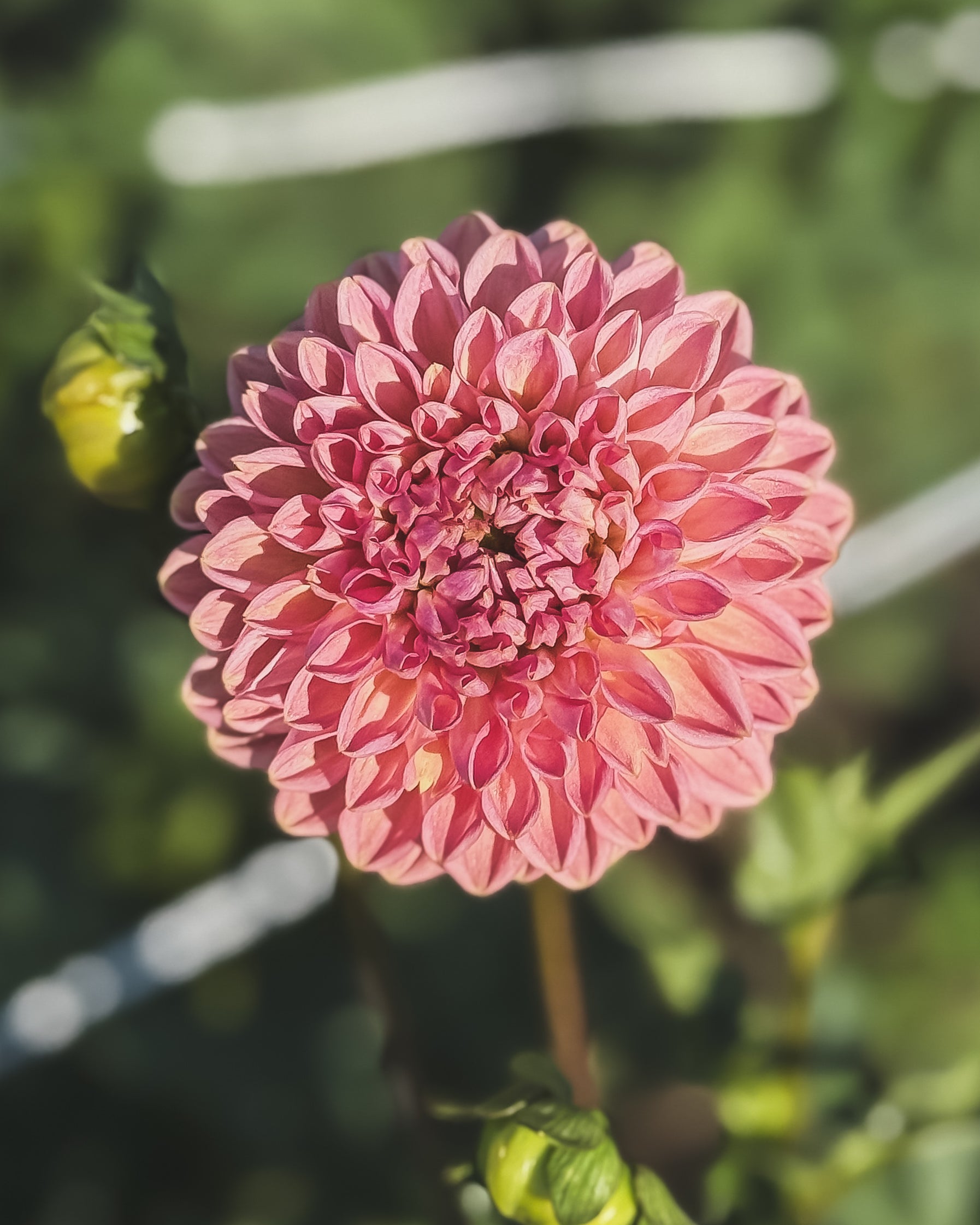 Close-up of a pink flower with a blurred green background