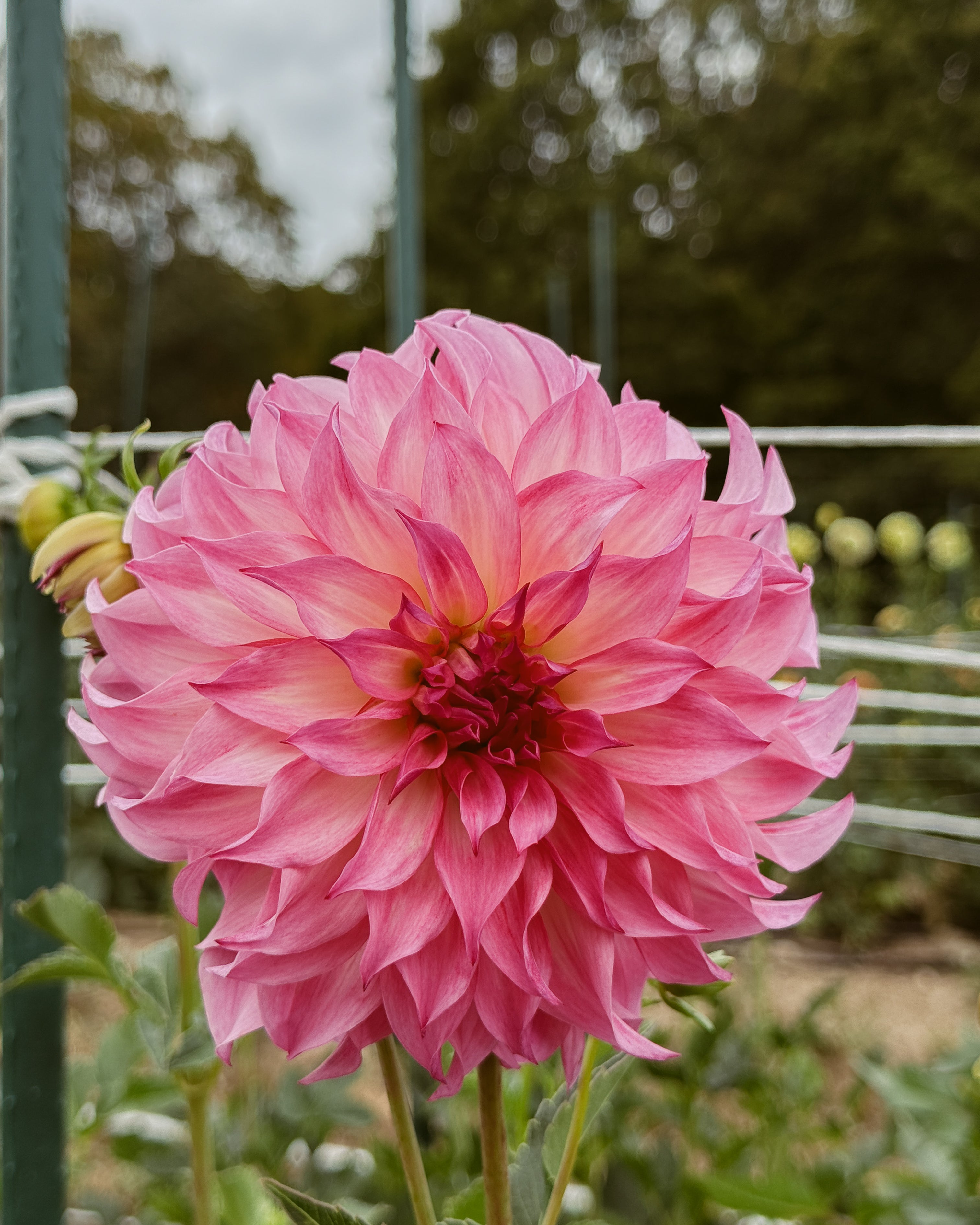 Pink flower with a blurred green background