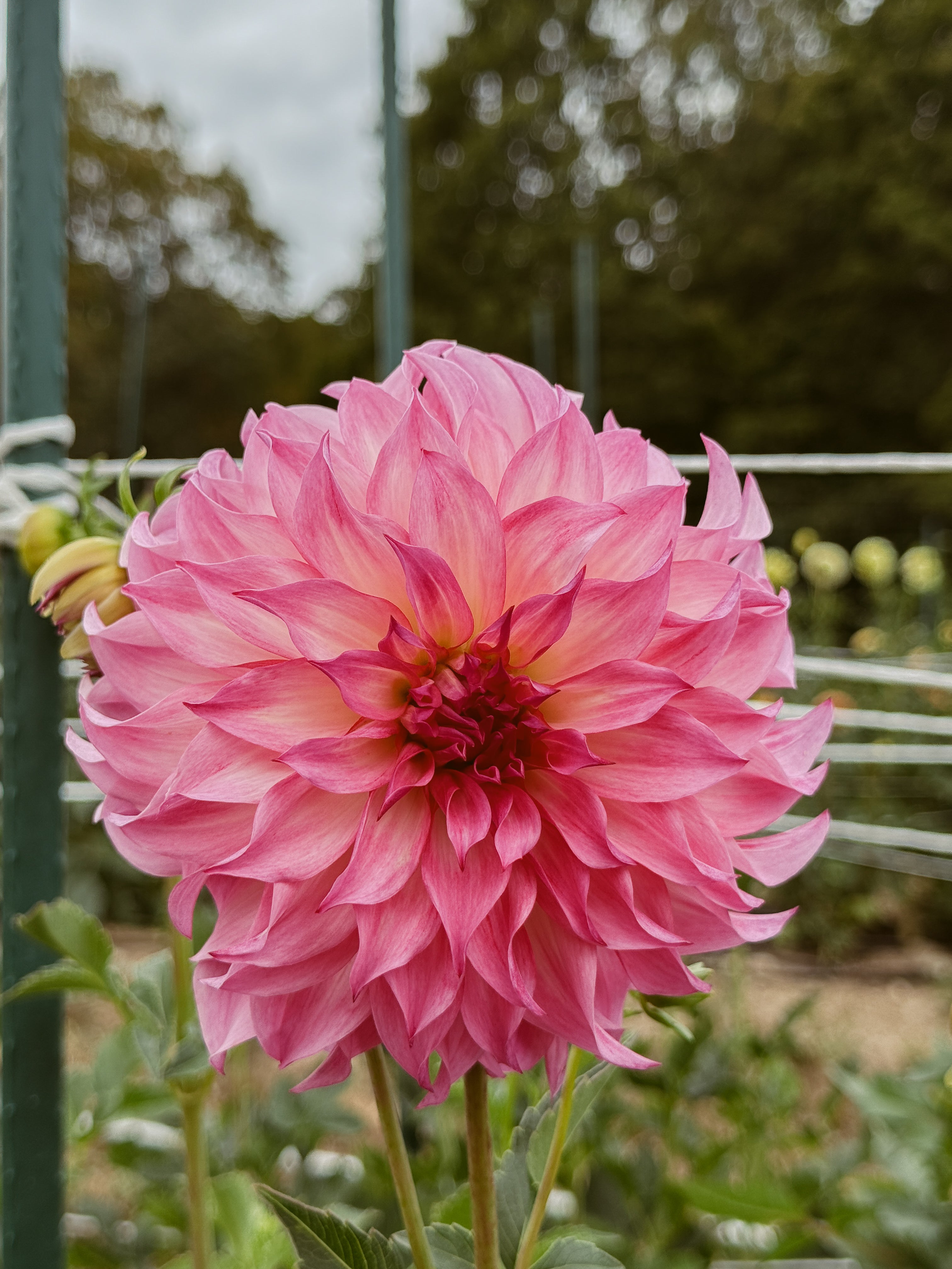 Pink flower with a blurred green background