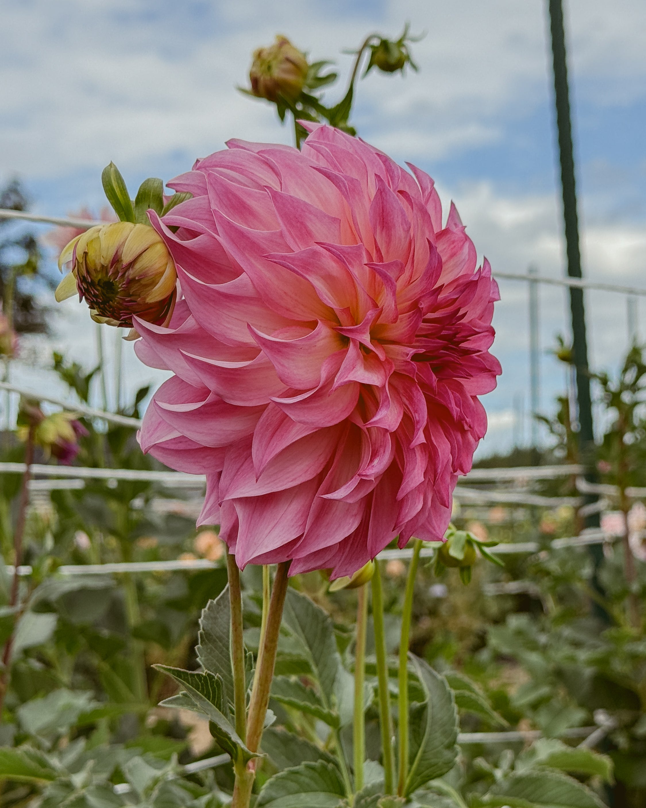 Pink flower with green leaves against a blurred natural background