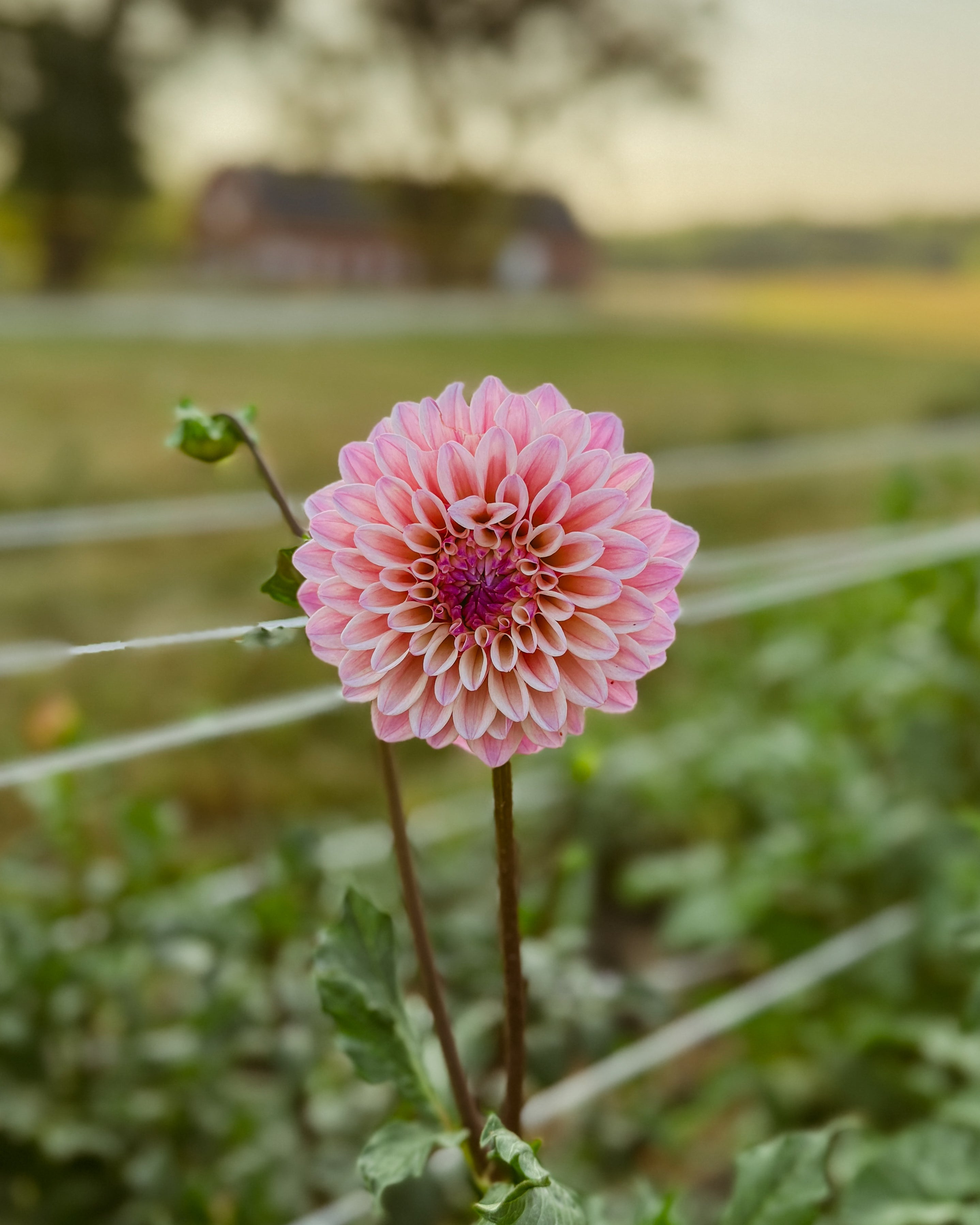 Pink flower in a field with a blurred background