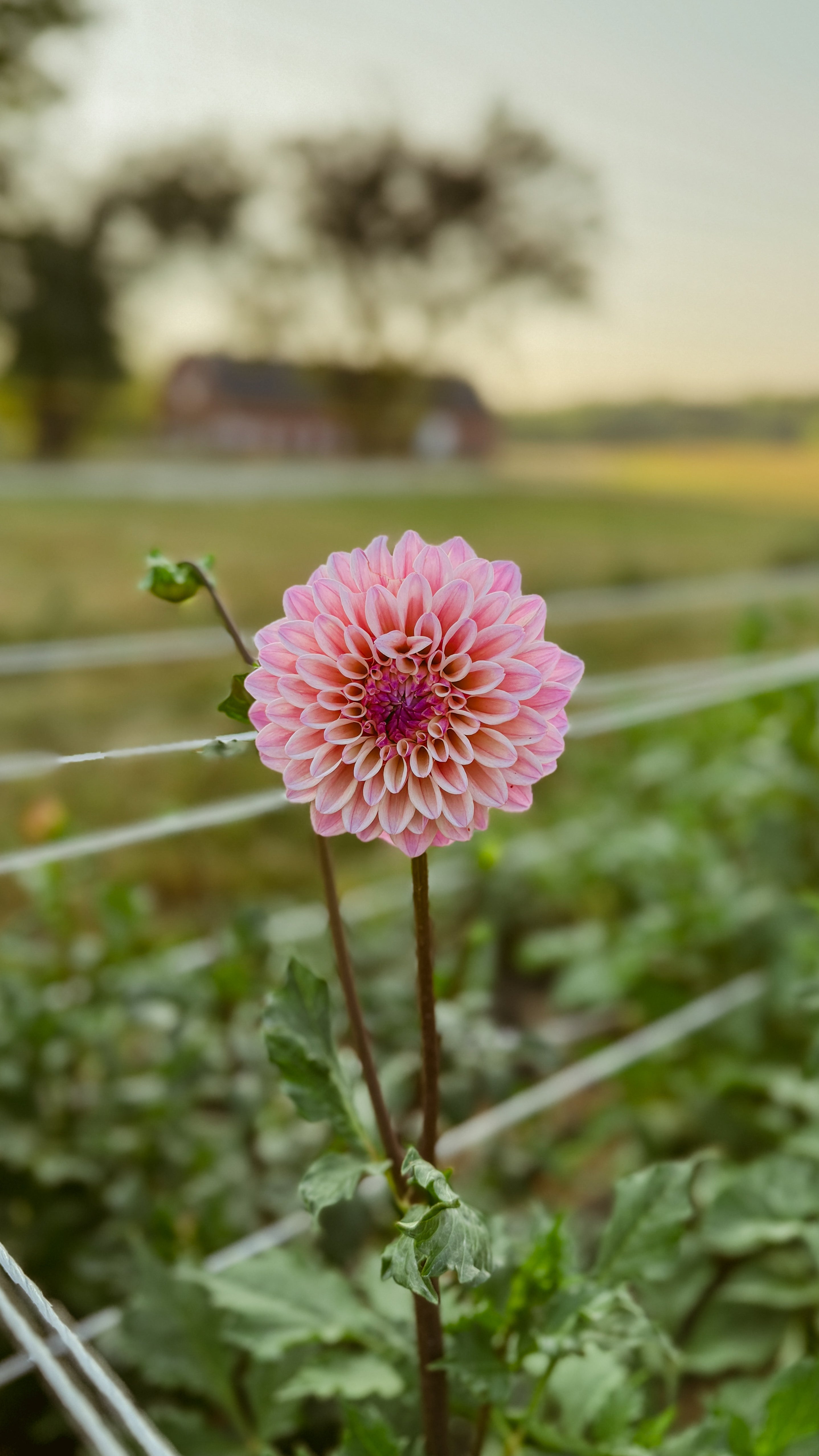 Pink flower in a field with a blurred background