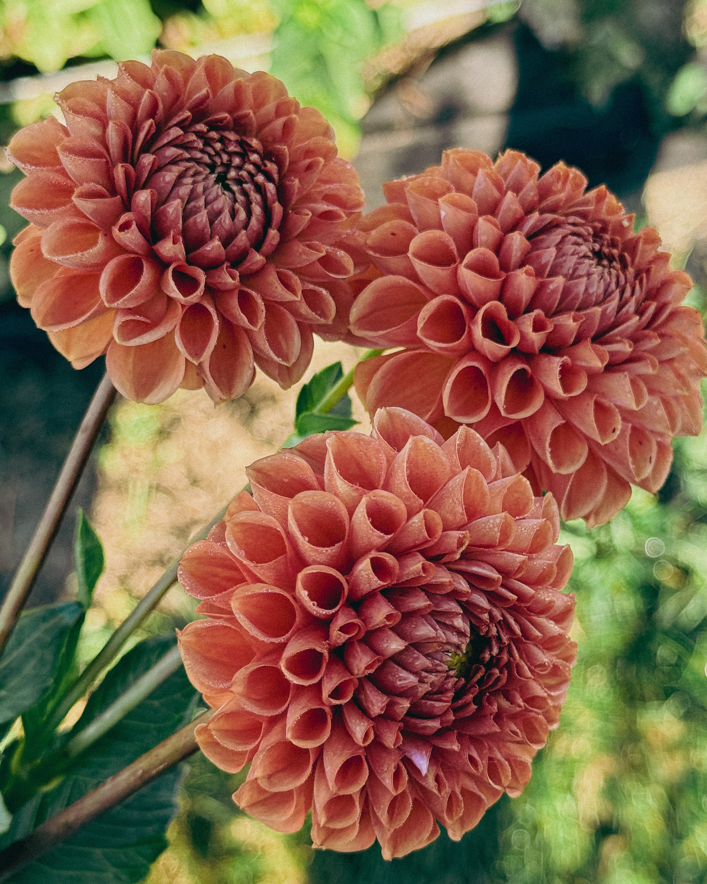Close-up of three peach-colored dahlias with a blurred green background