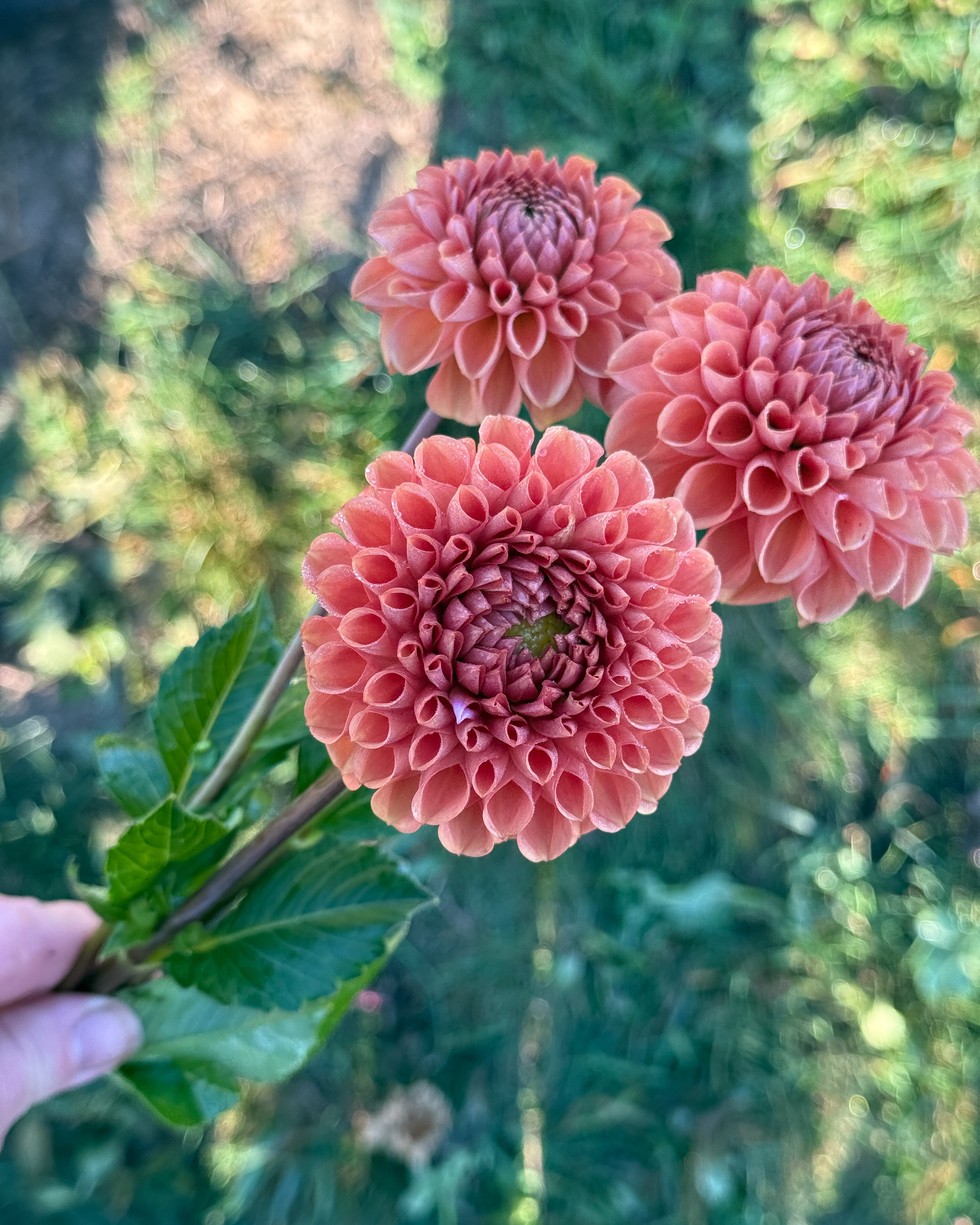 Three pink dahlias held by a hand against a blurred green background
