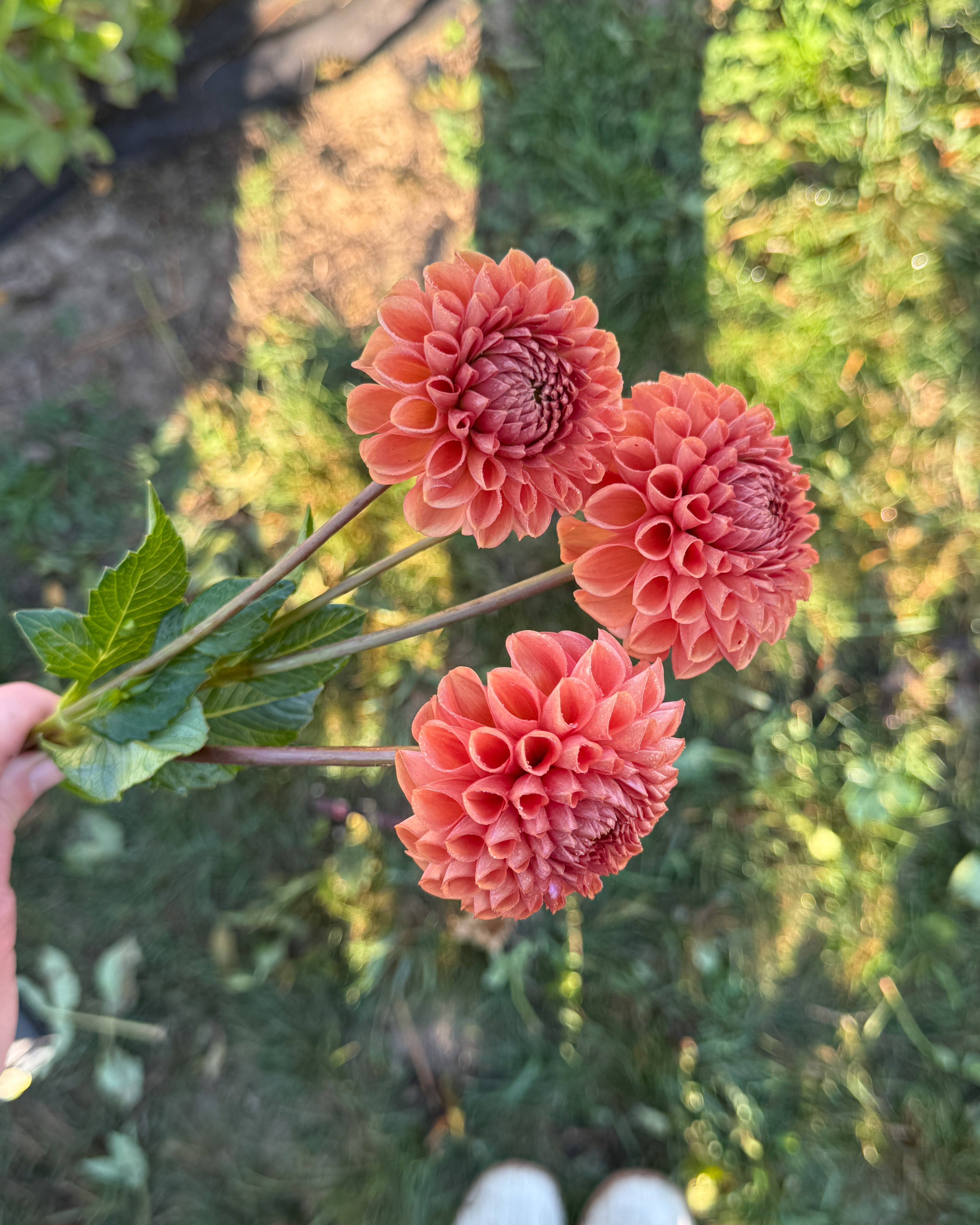 Three coral-colored dahlias held by a hand with a blurred natural background