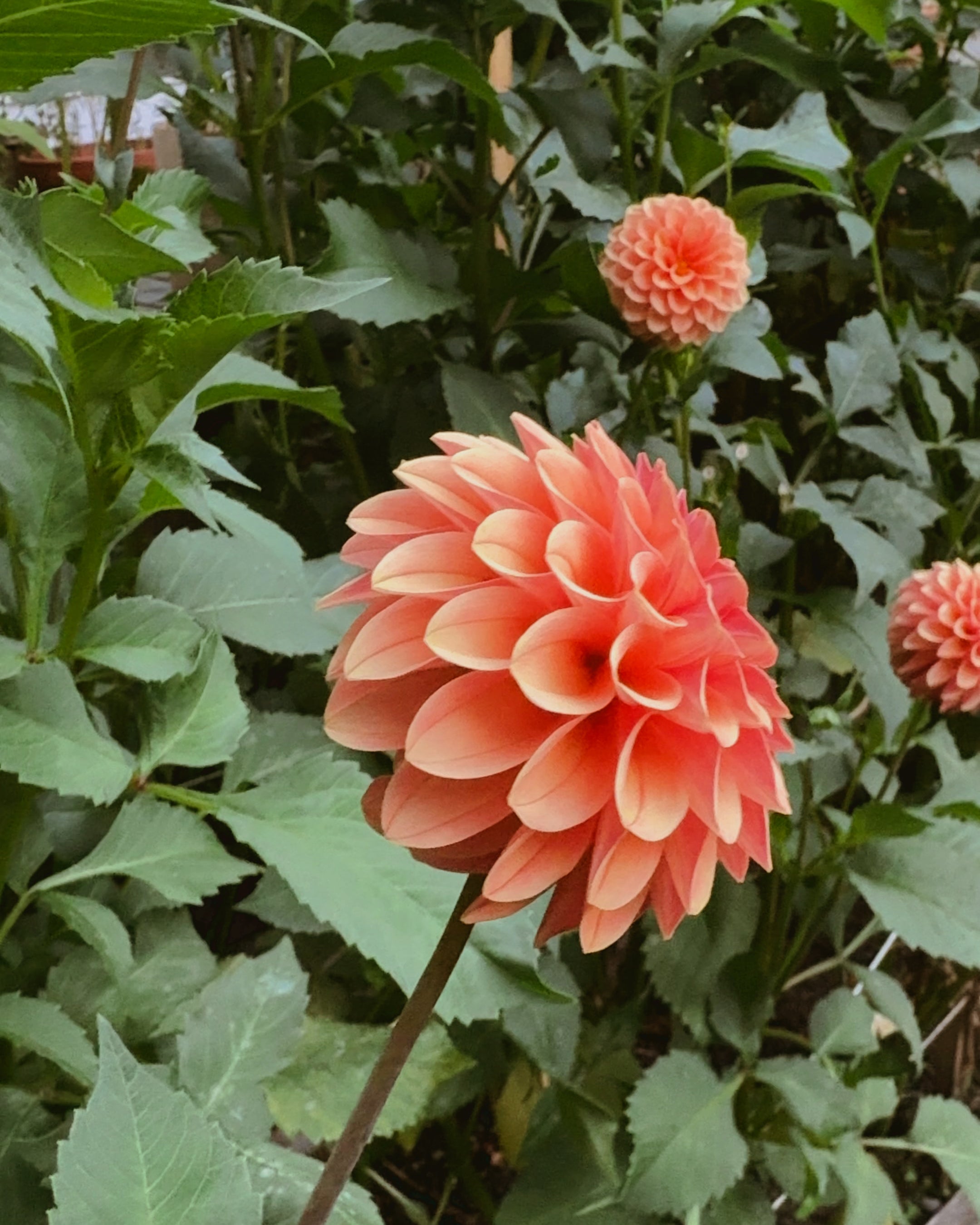 Large coral-colored flower with green leaves in the background