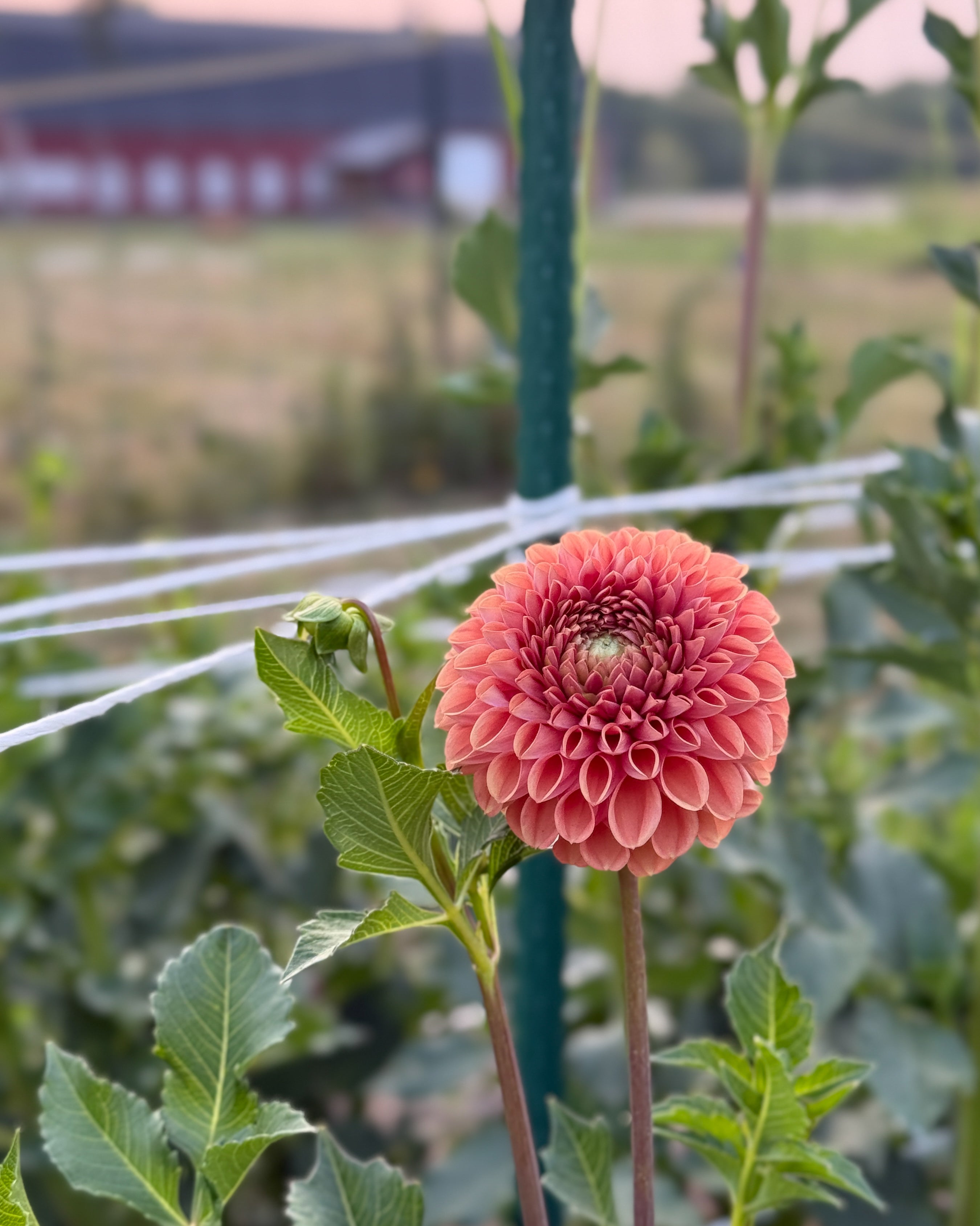 Pink flower with green leaves in a garden setting