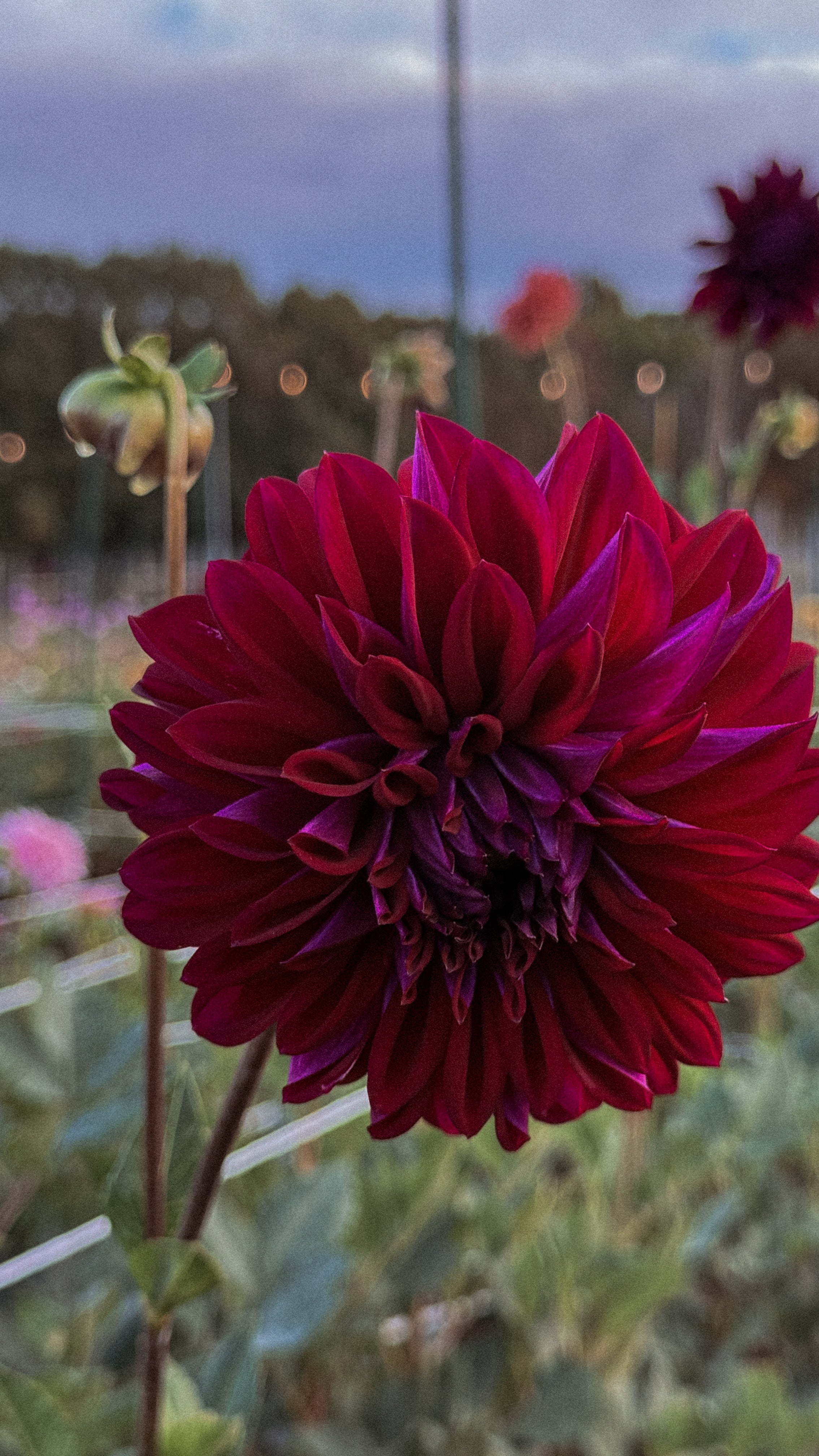 Close-up of a deep purple flower with a blurred natural background