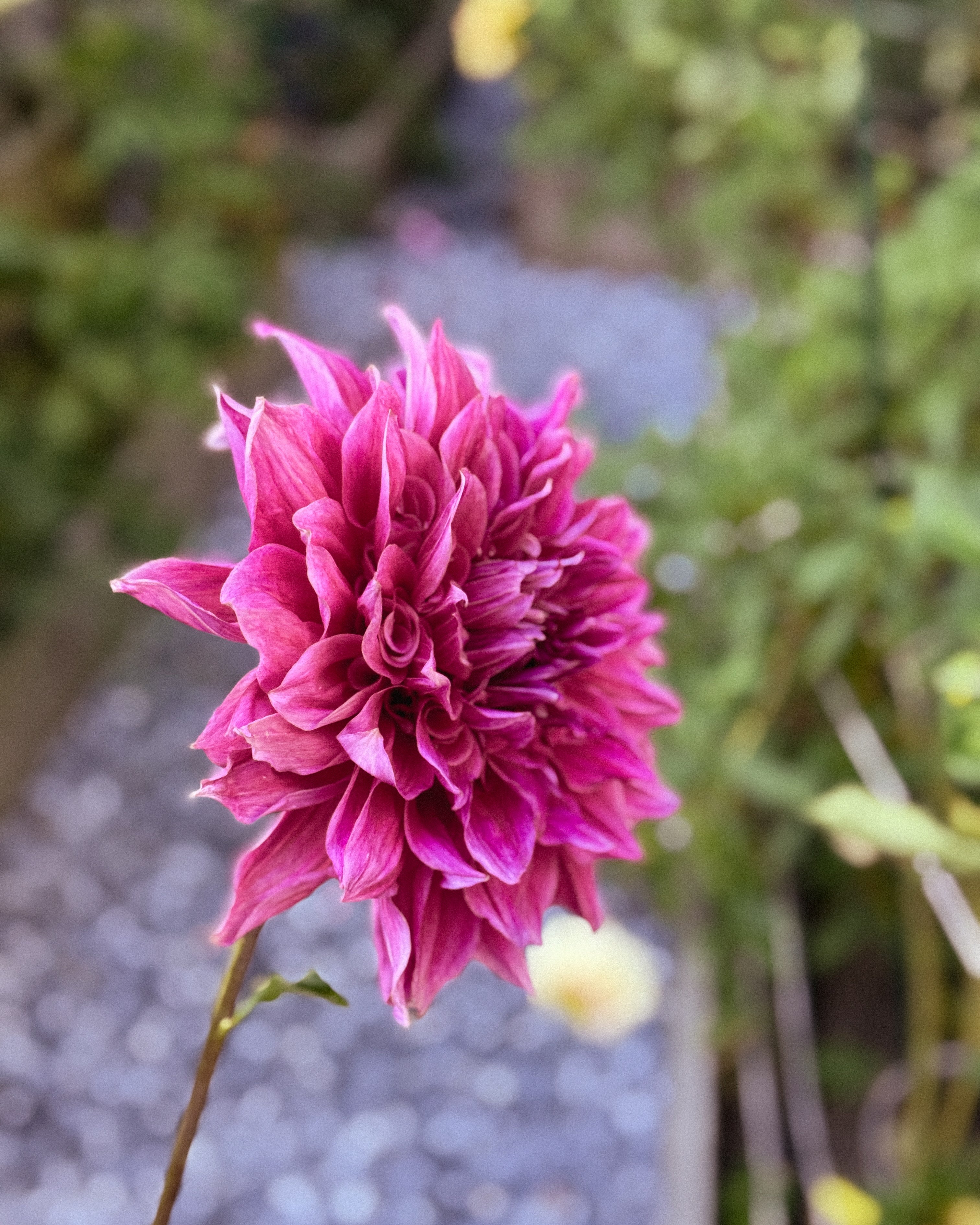 Close-up of a vibrant pink flower with a blurred natural background