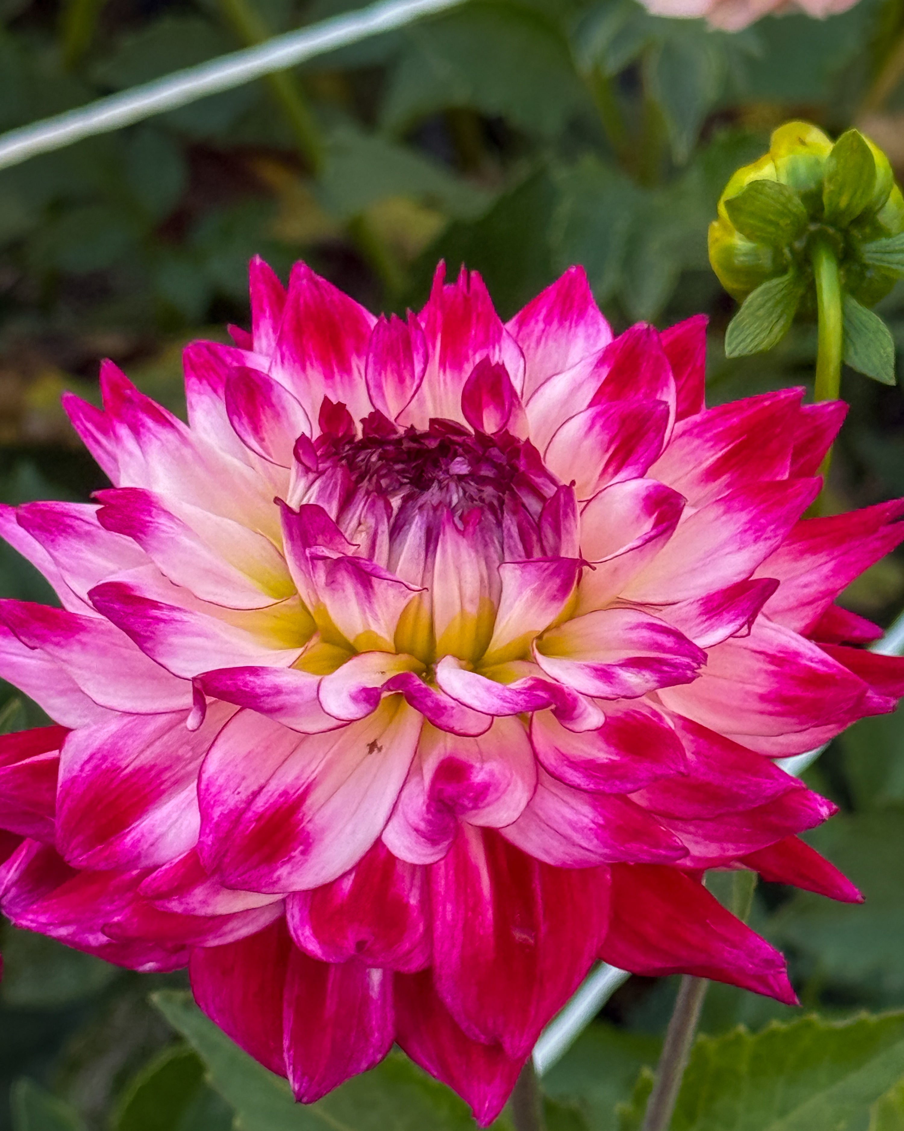 Close-up of a vibrant pink and white flower with a blurred green background