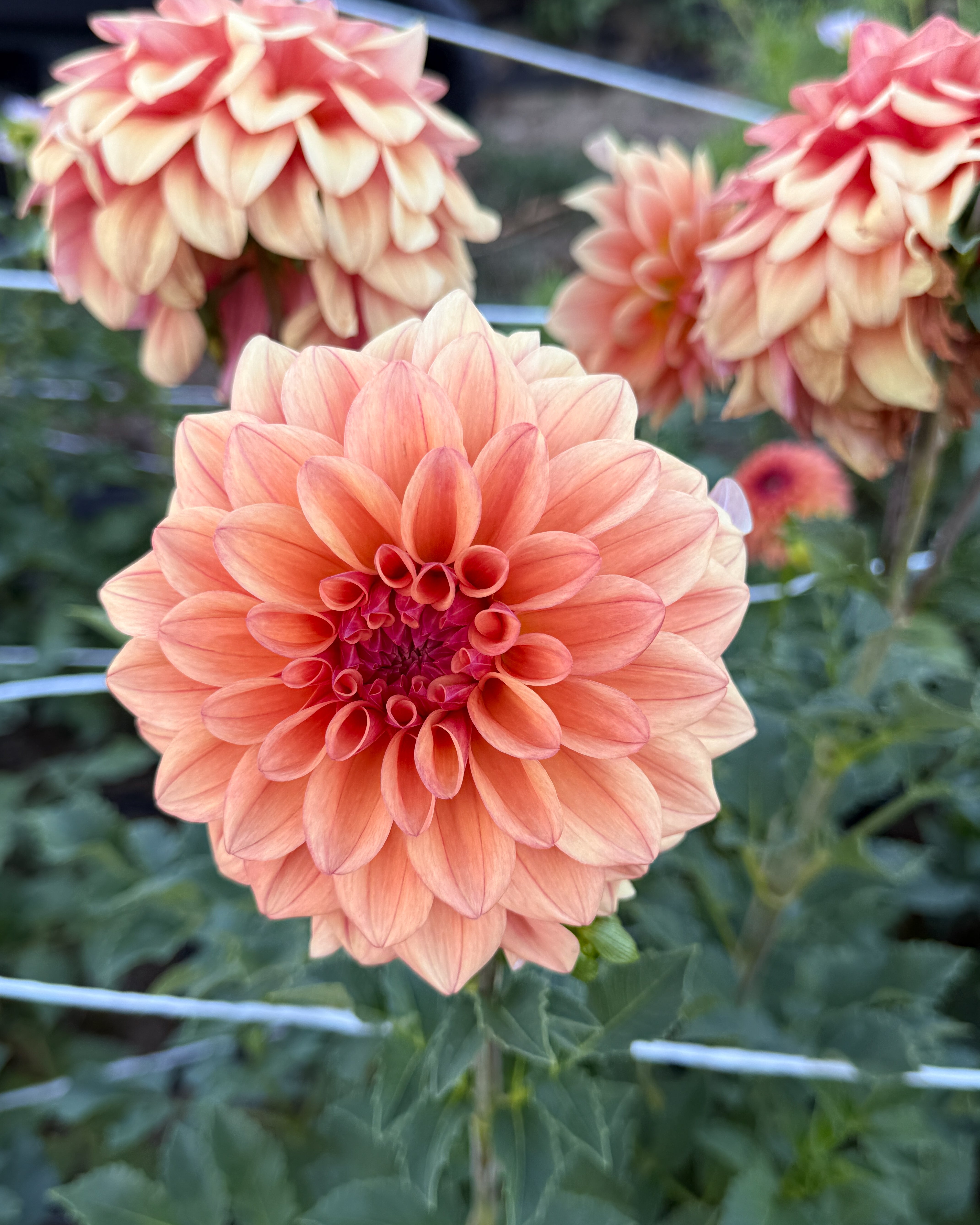 Close-up of a peach-colored flower with a blurred background