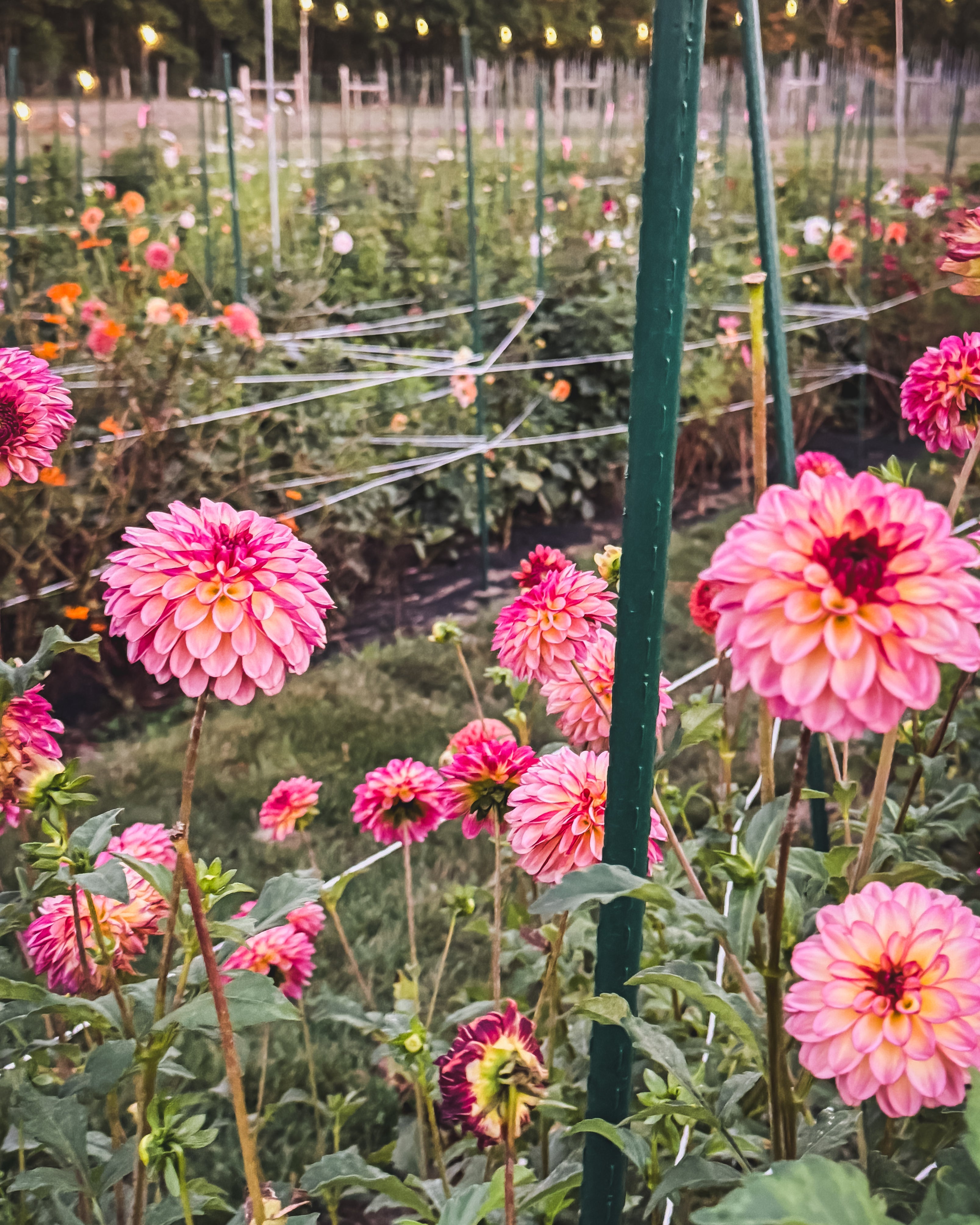 Pink dahlias in a garden with a fence and trees in the background