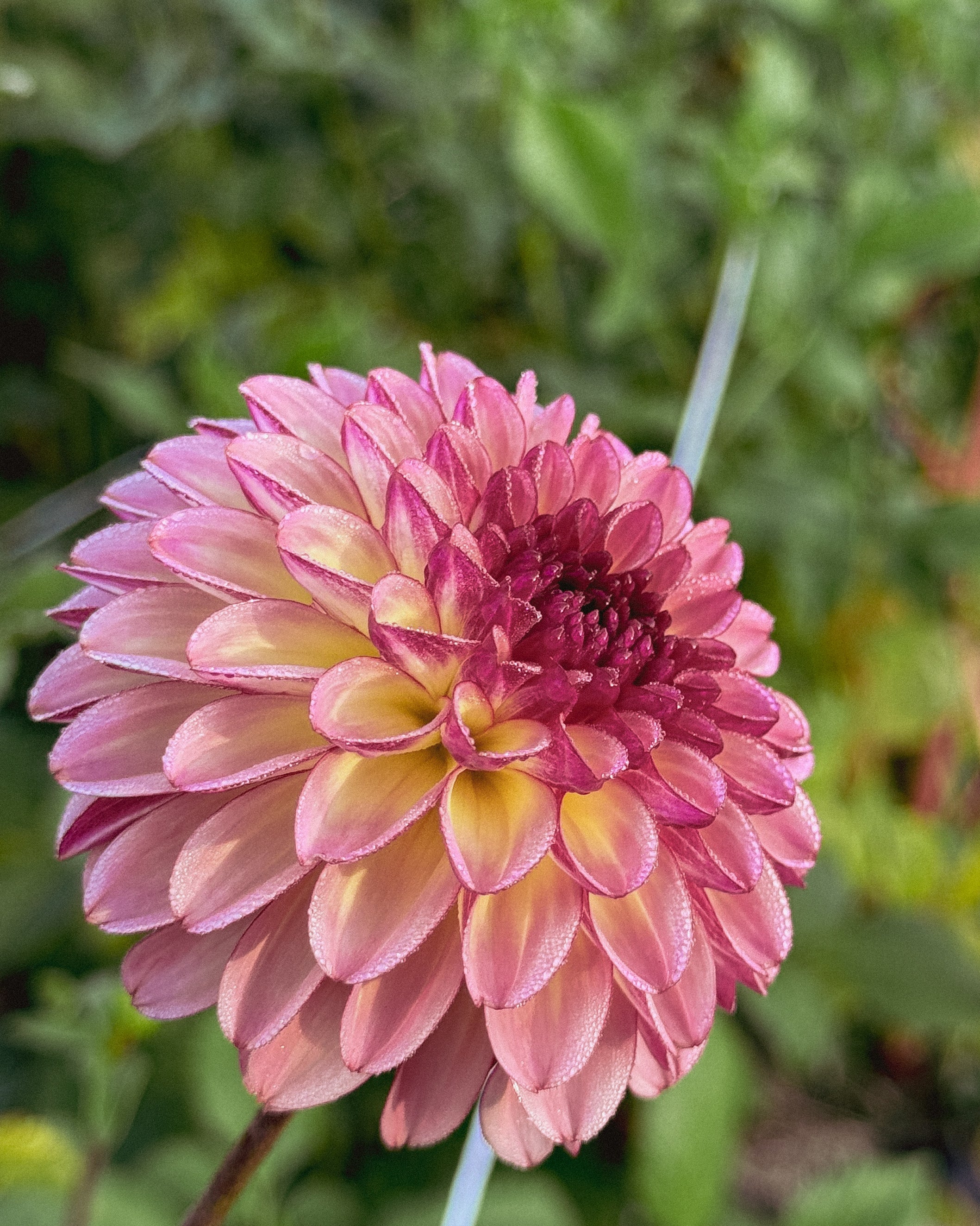 Close-up of a pink flower with a blurred green background