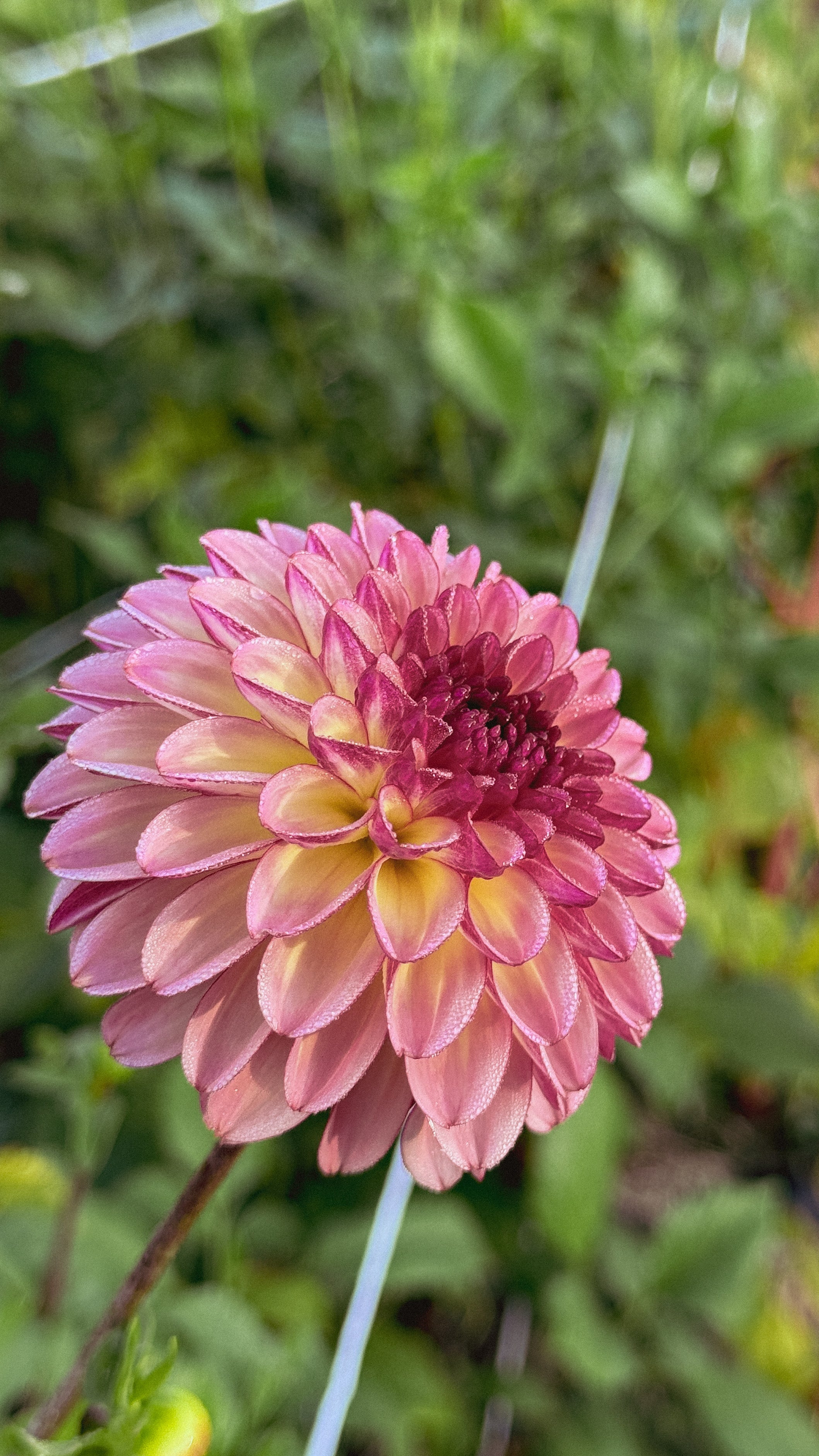 Close-up of a pink flower with a blurred green background