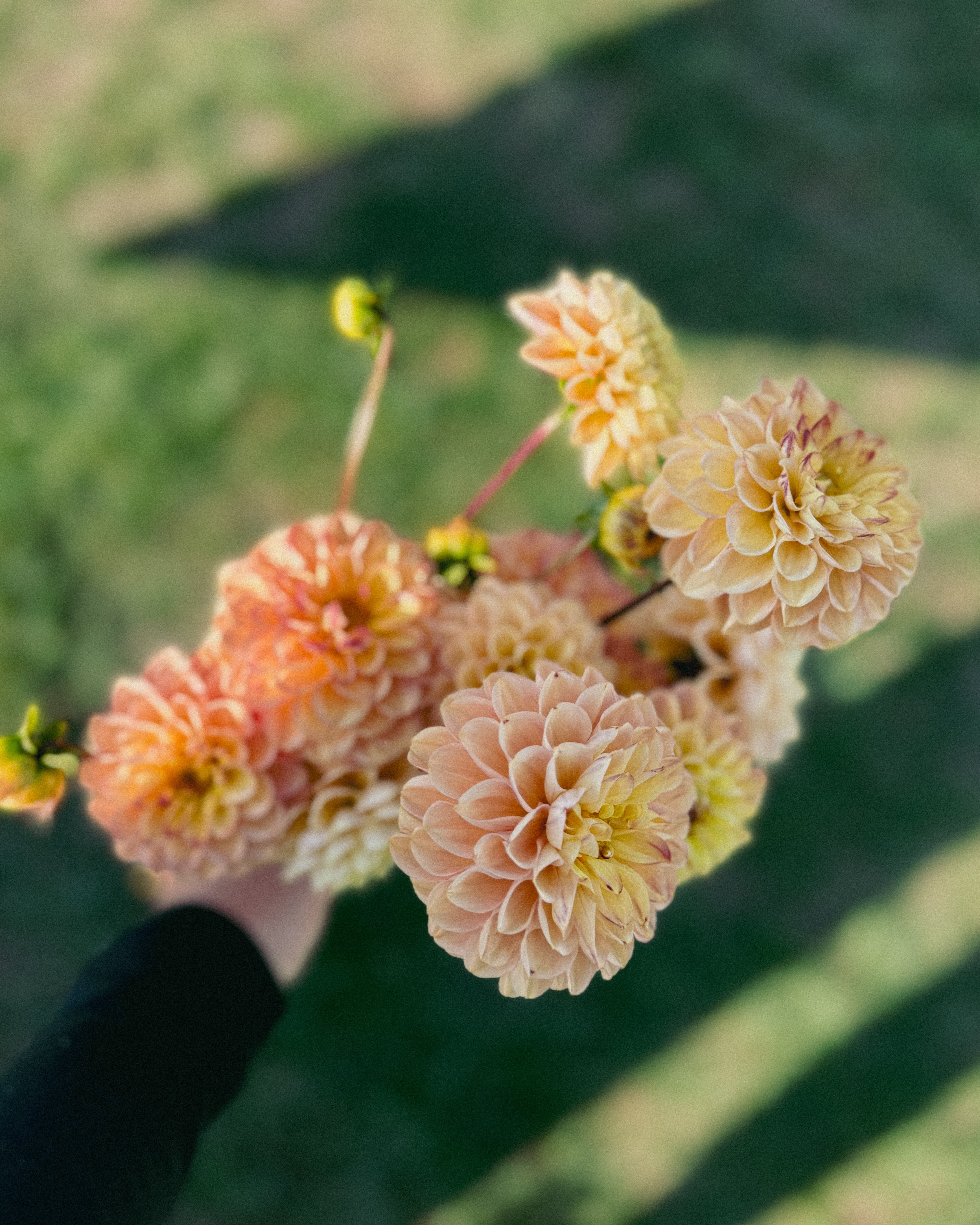 Hand holding a bouquet of peach-colored flowers with a blurred green background