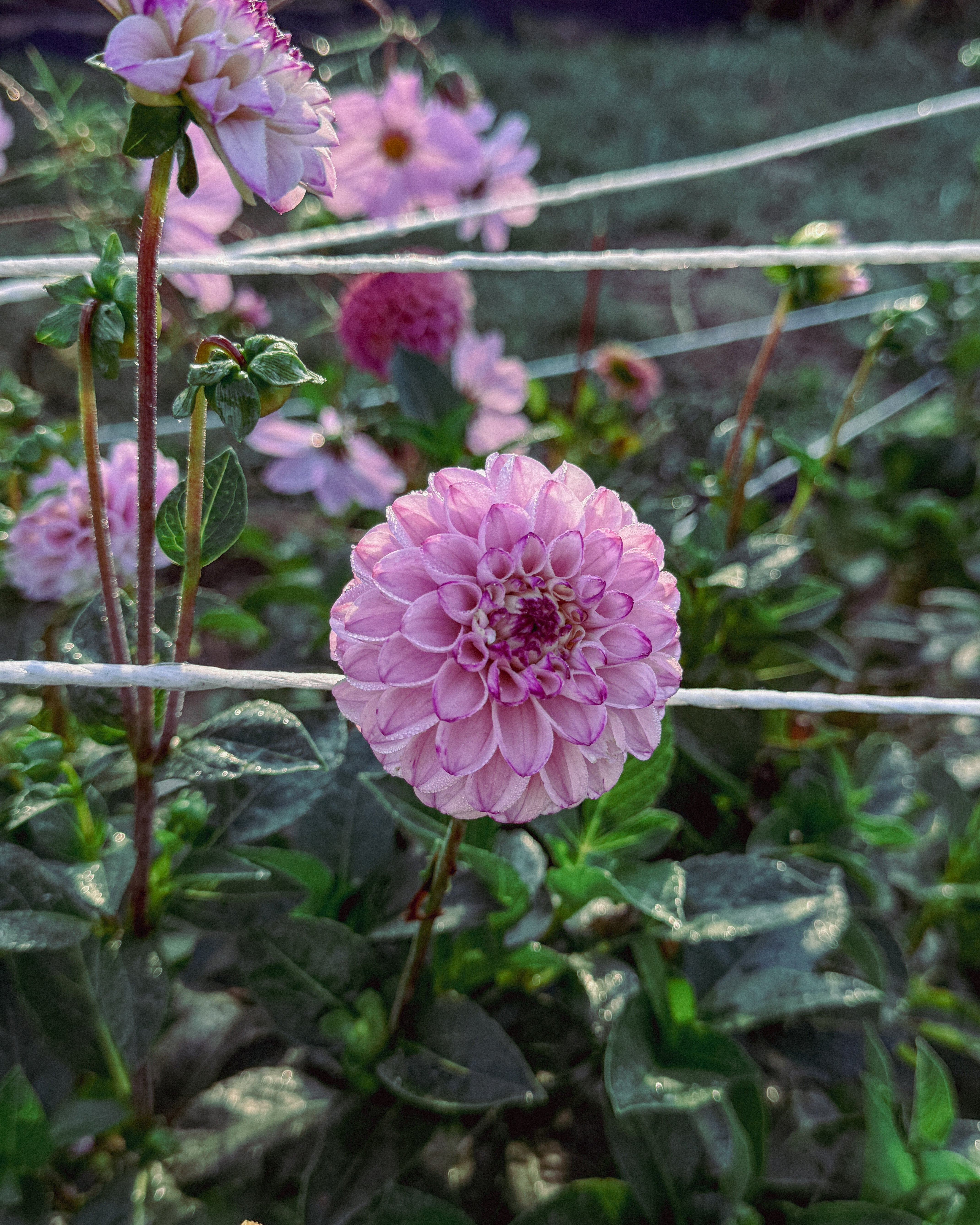 Pink flower with green leaves in a garden setting