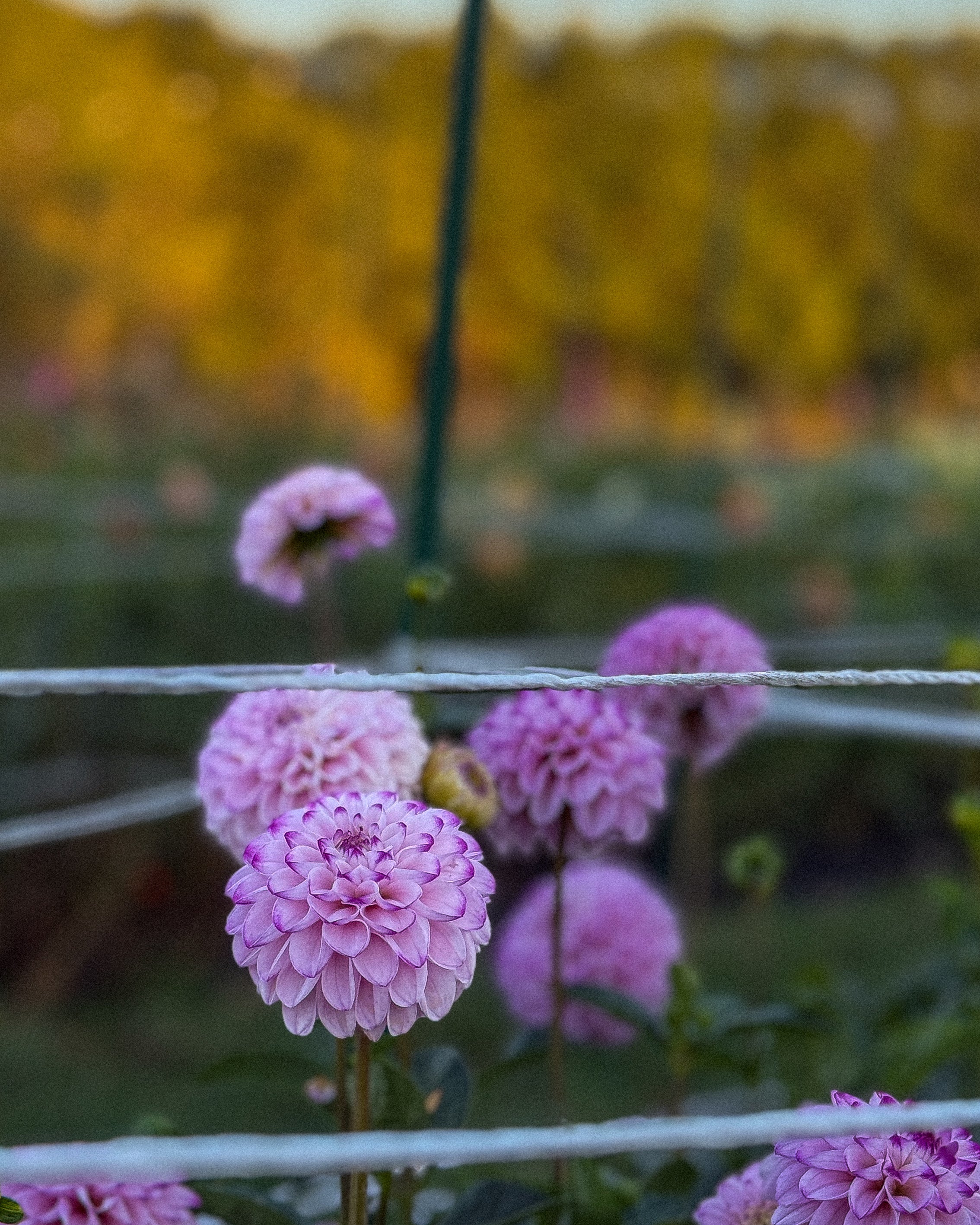 Pink flowers with a blurred natural background