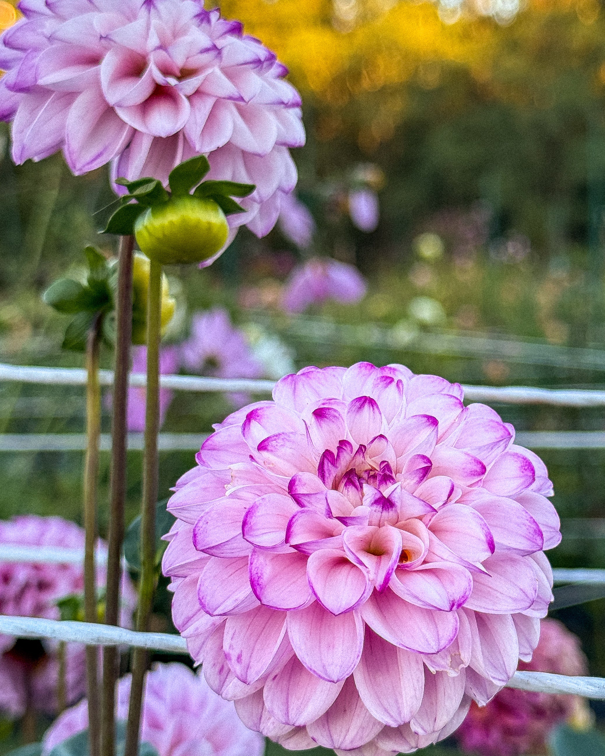 Pink dahlias with a blurred natural background