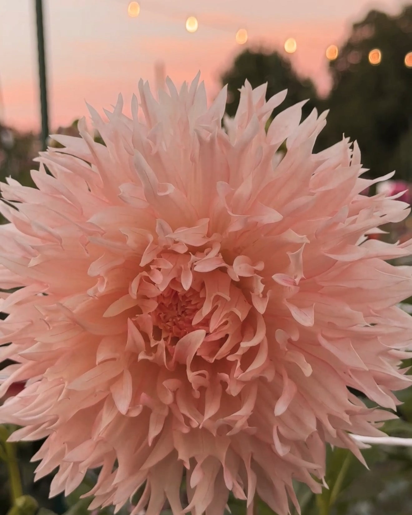 Close-up of a large pink flower with a blurred background