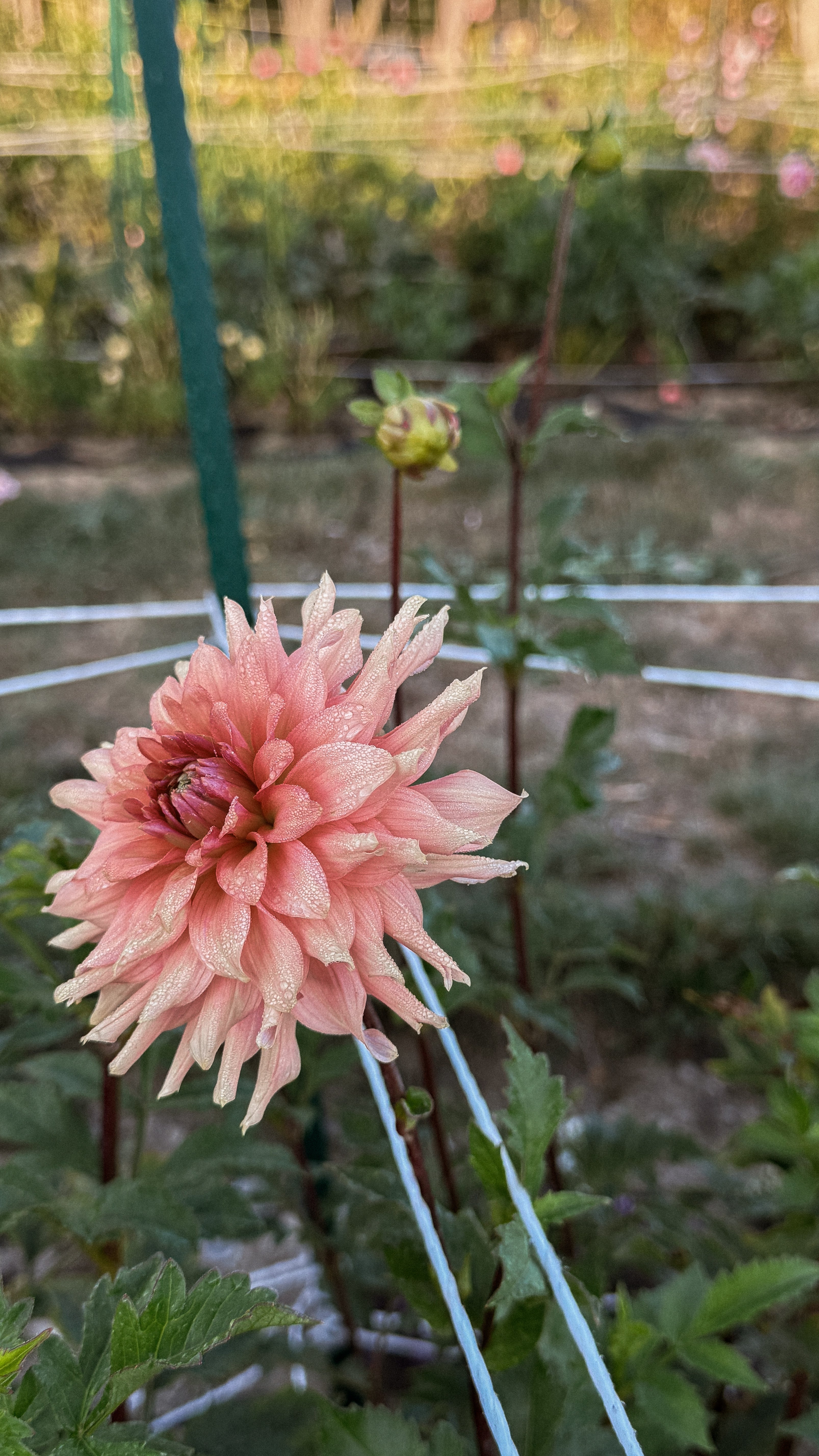 Pink flower in a garden setting with blurred background
