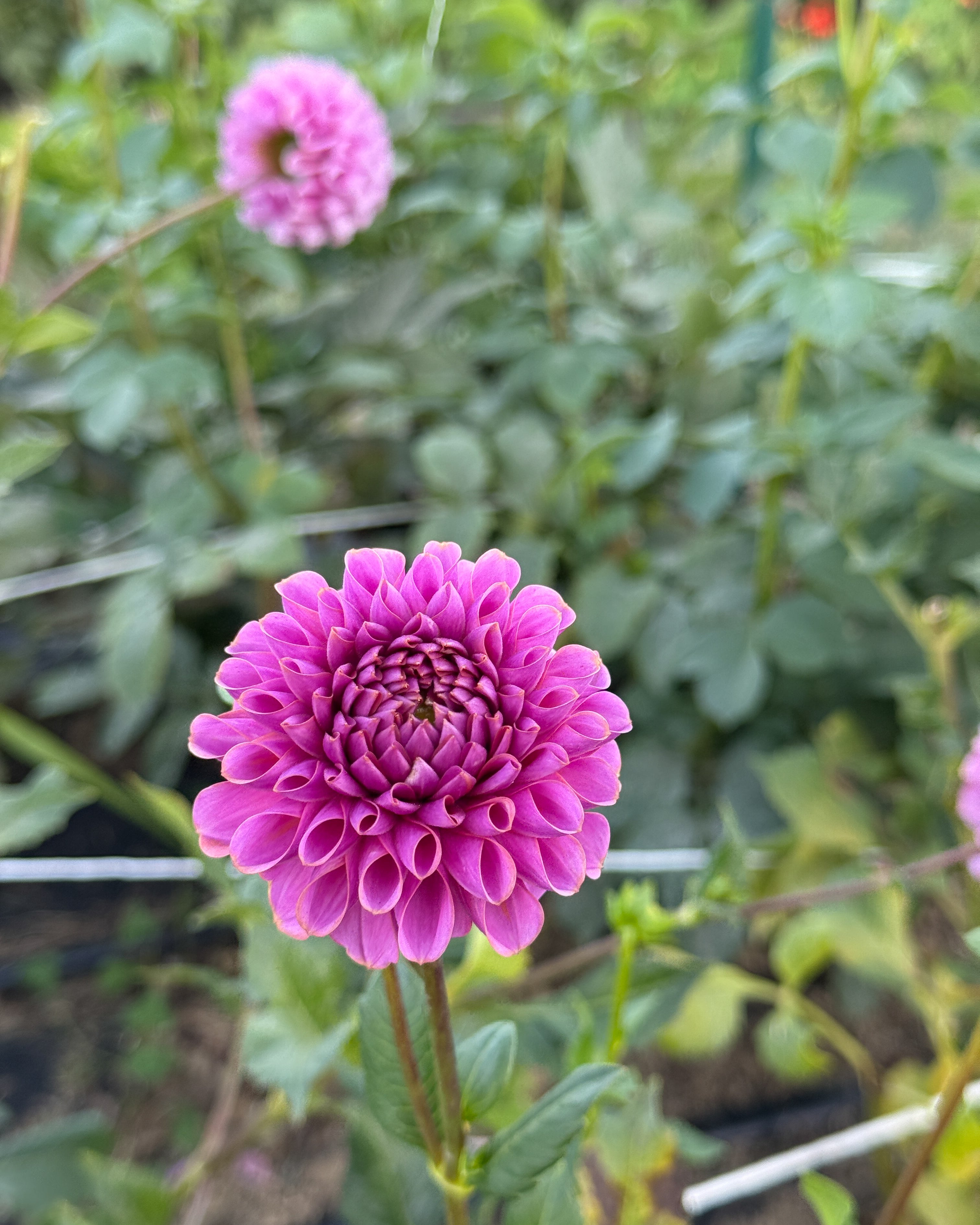 Close-up of a pink flower with green leaves in the background