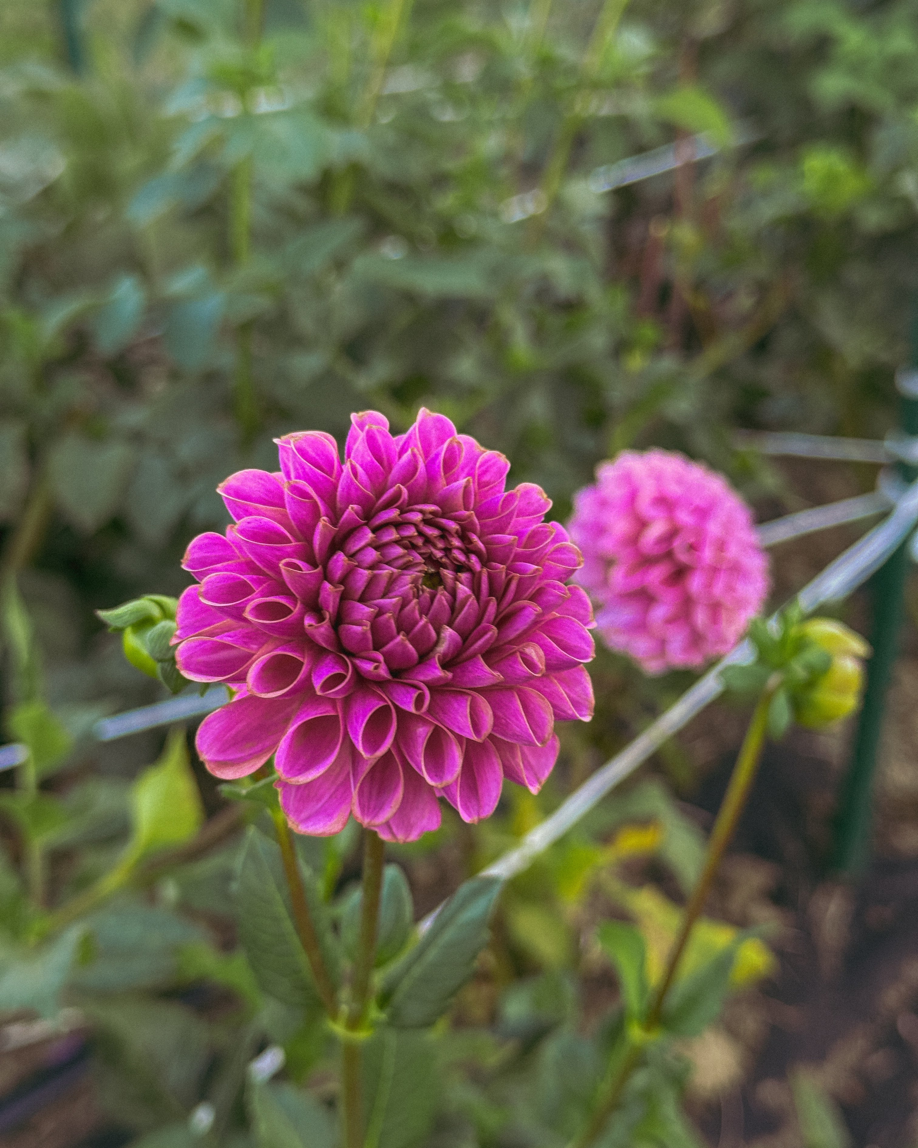 Close-up of a vibrant pink flower with a blurred green background