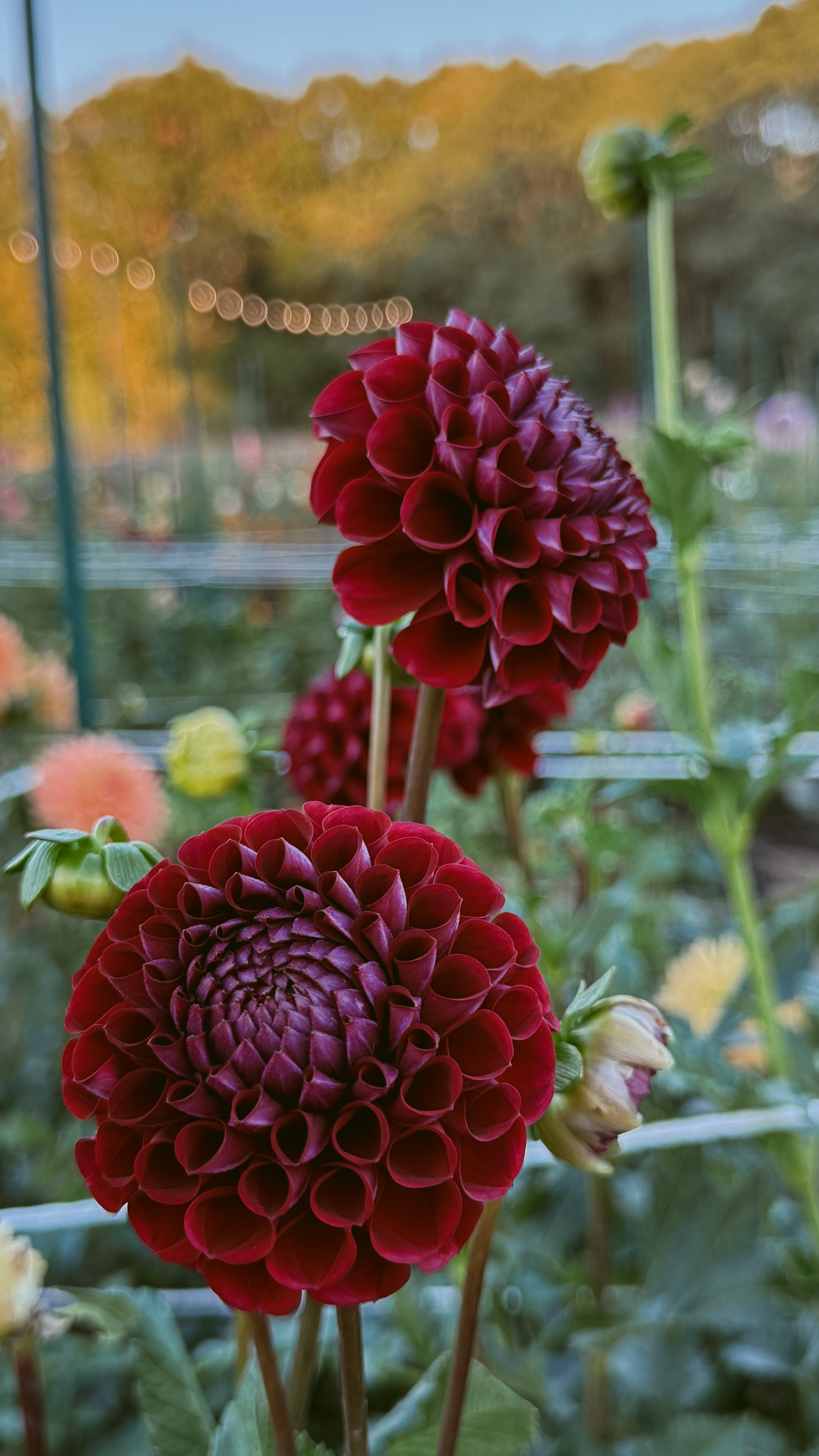 Close-up of vibrant red dahlias with a blurred garden background