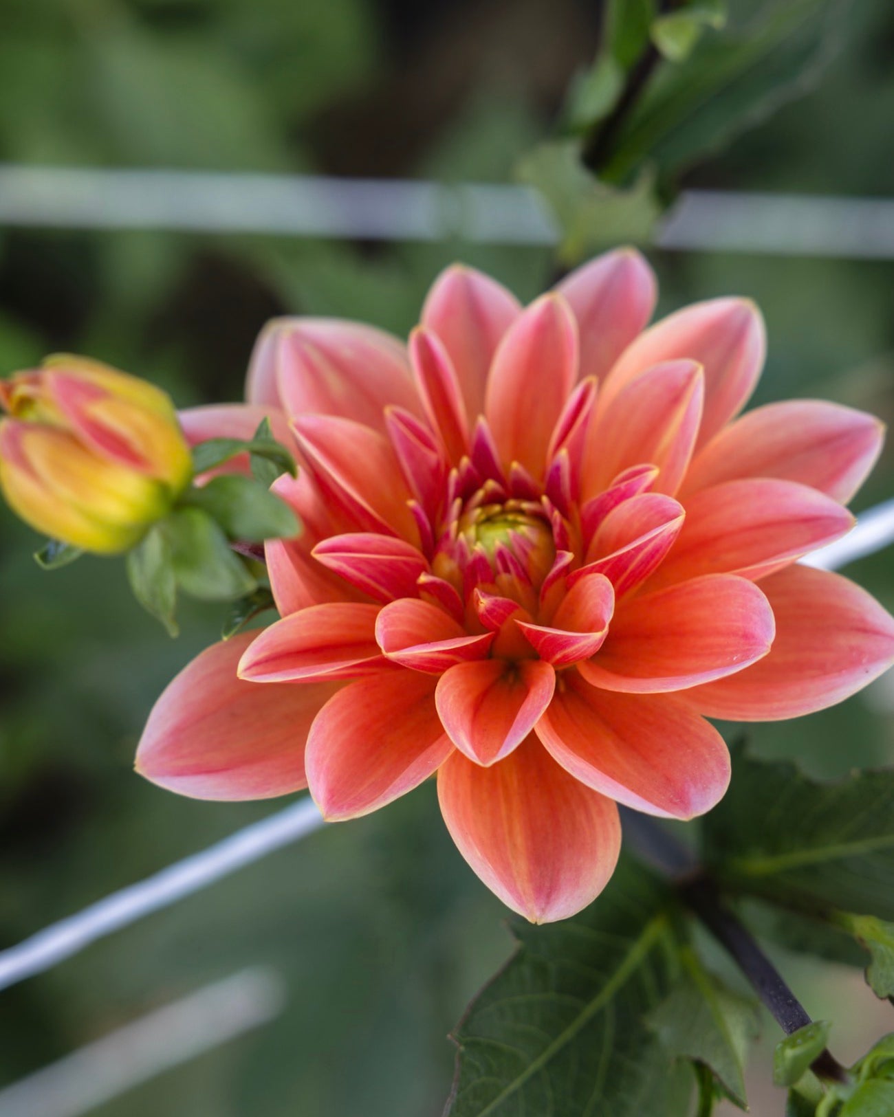 Pink flower with green leaves on a blurred natural background
