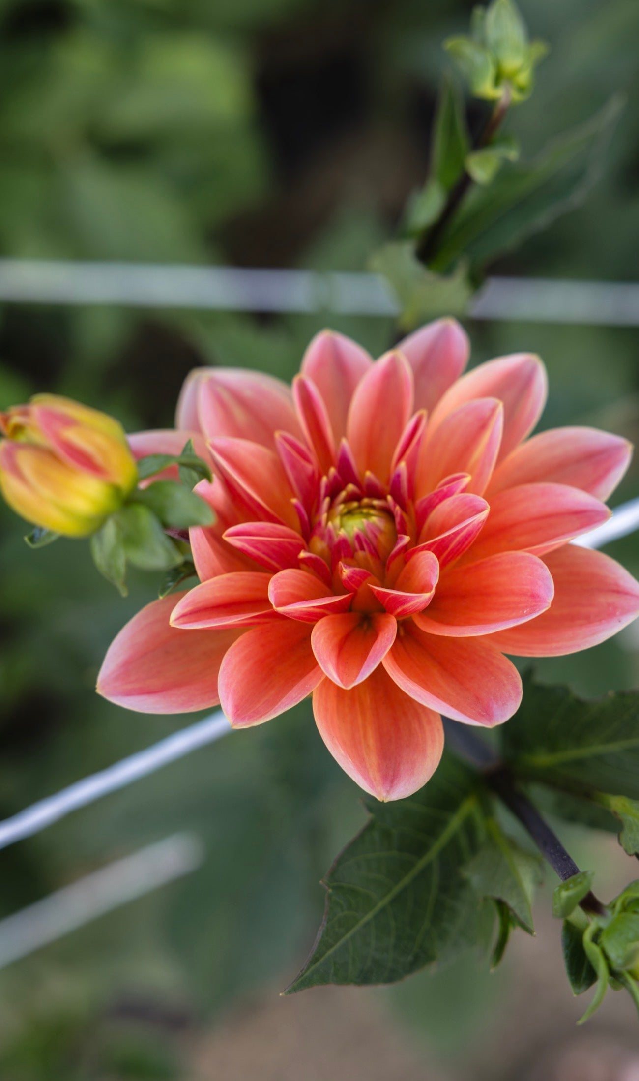 Pink flower with green leaves on a blurred natural background