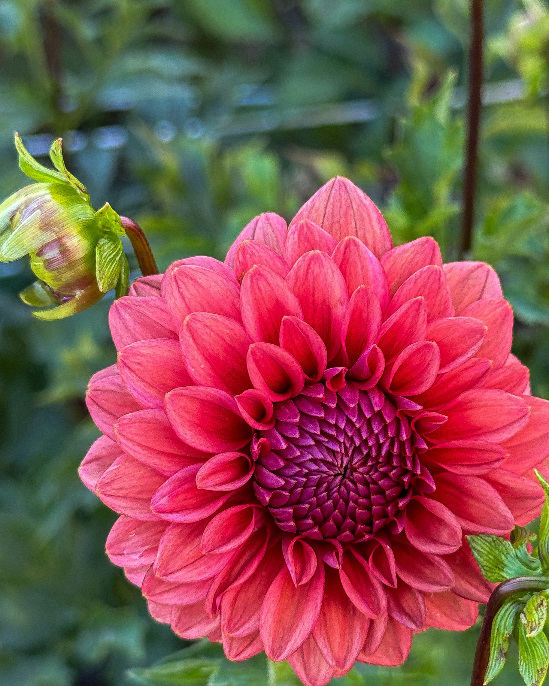 Close-up of a vibrant pink flower with a blurred green background