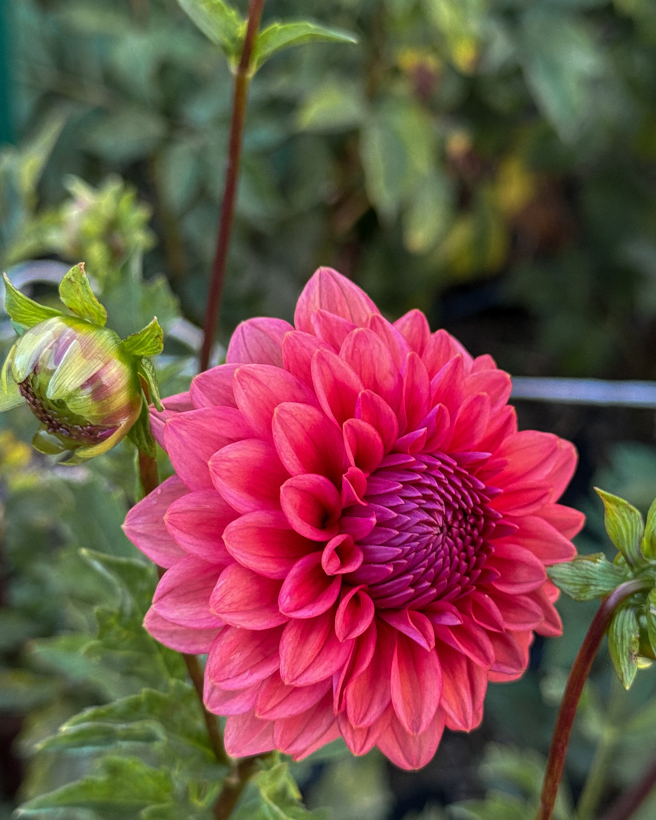 Pink dahlia flower with green leaves in a garden setting