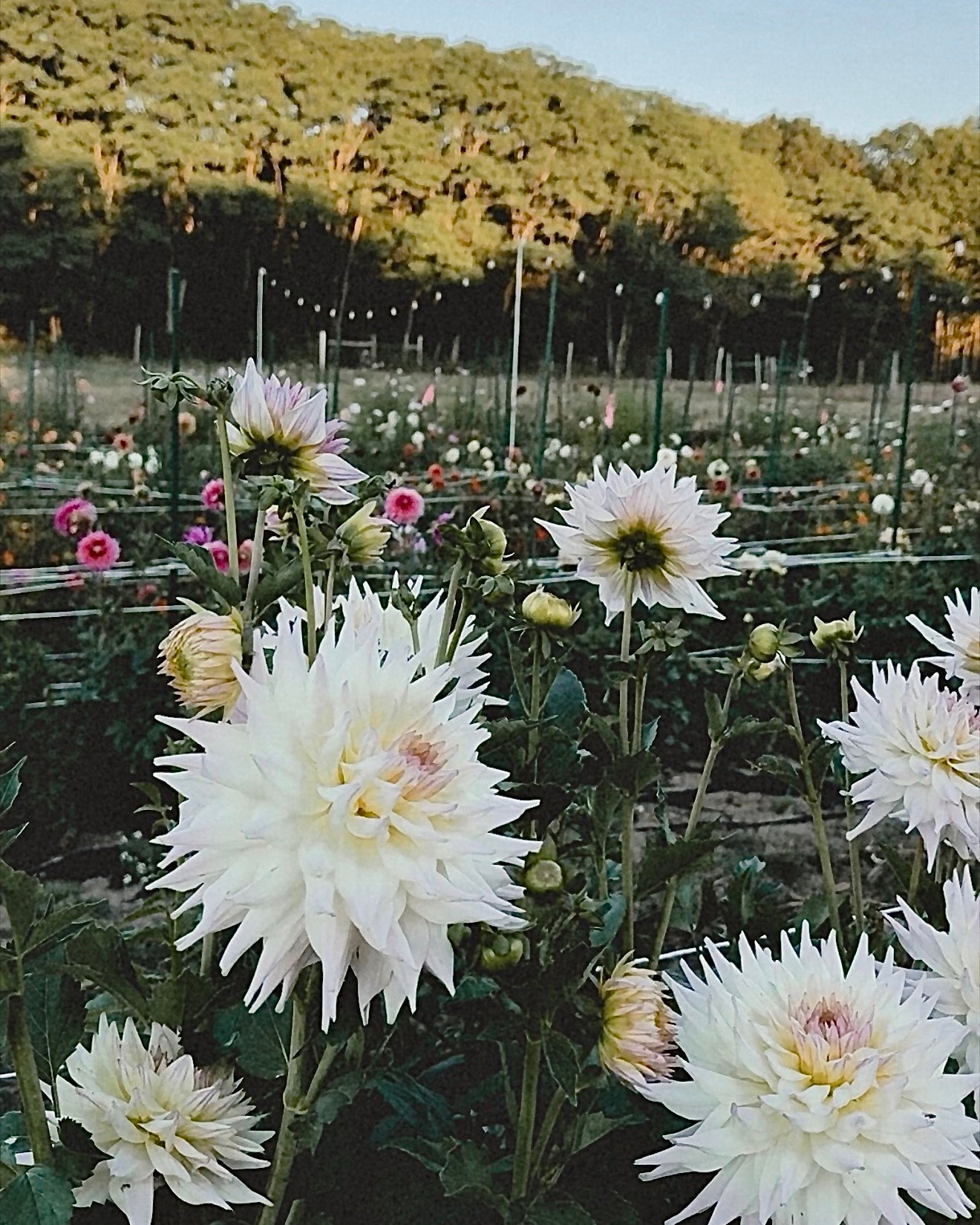 White flowers in a field with a scenic background of trees and clear sky.