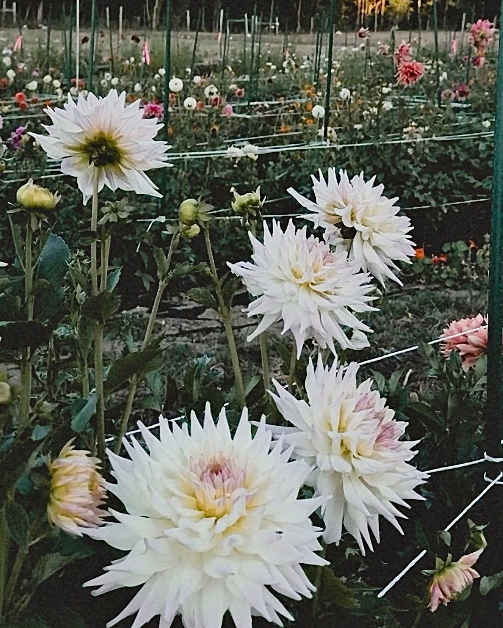White dahlias in a garden with blurred background