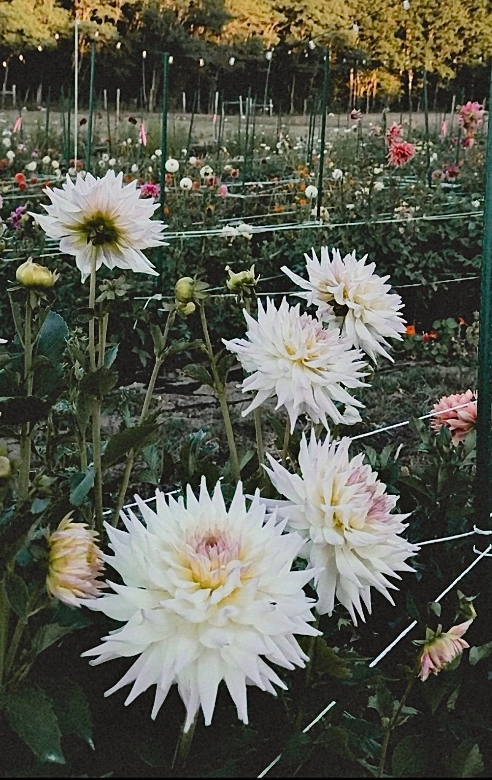 White dahlias in a garden with blurred background