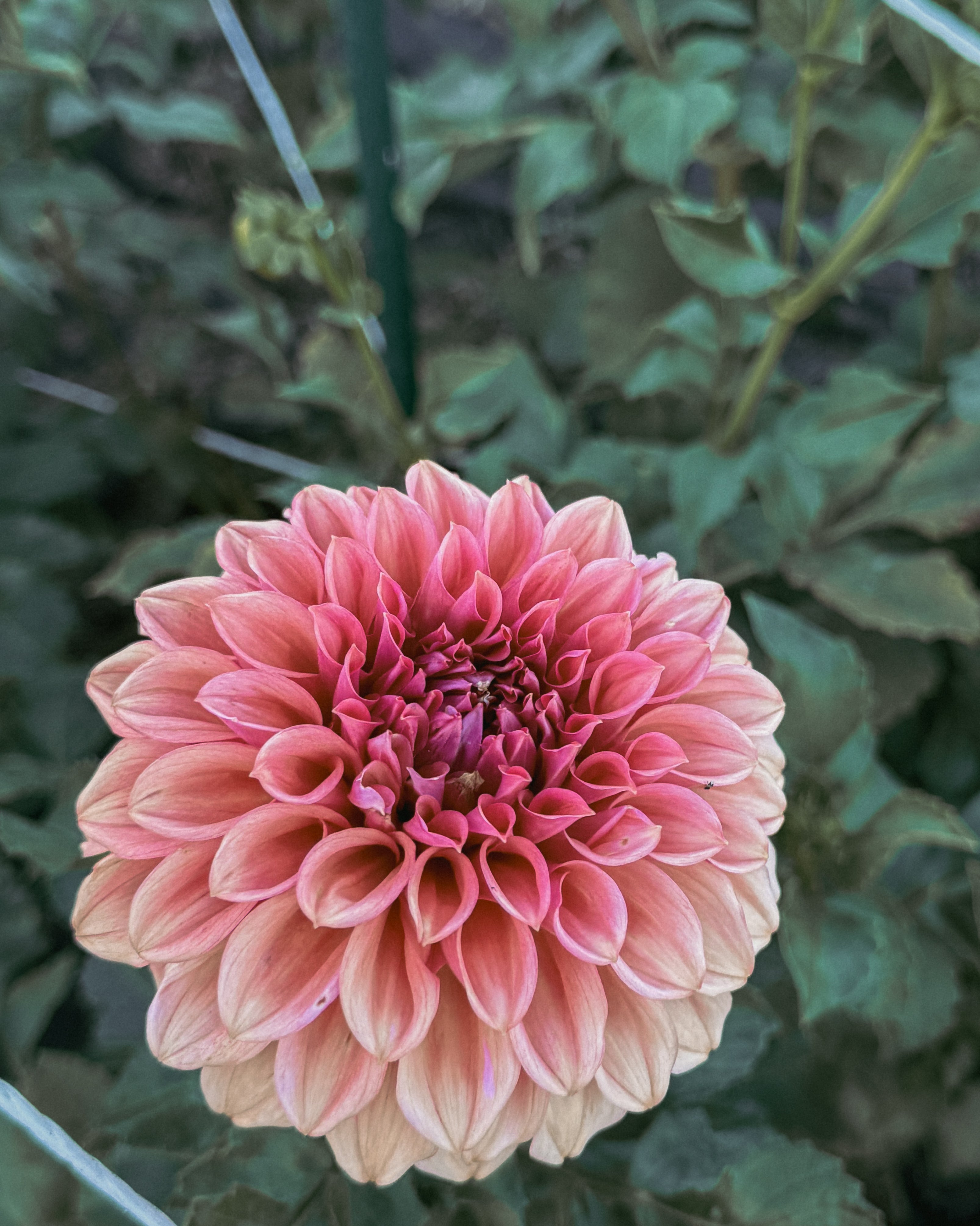 Pink flower with green leaves in the background