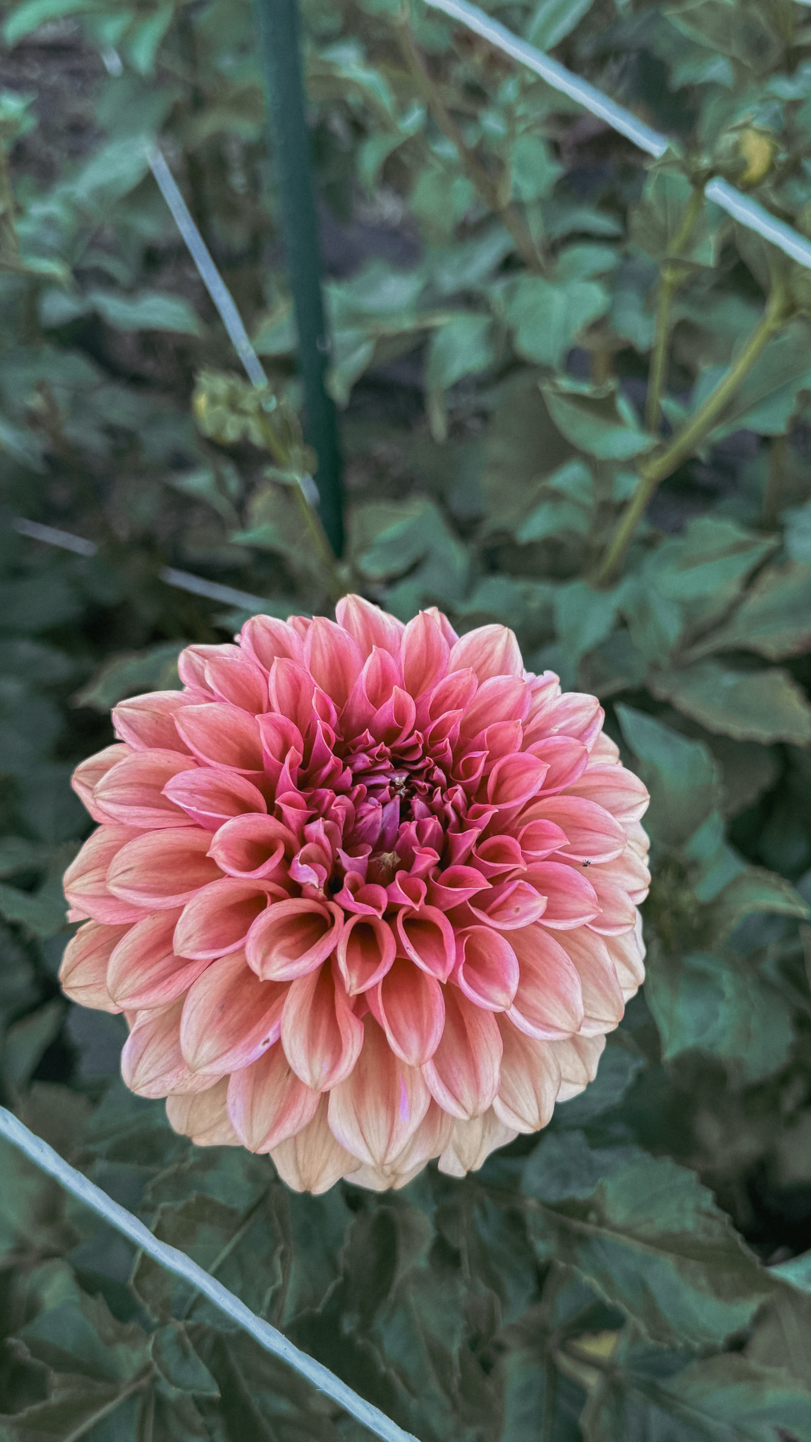 Pink flower with green leaves in the background